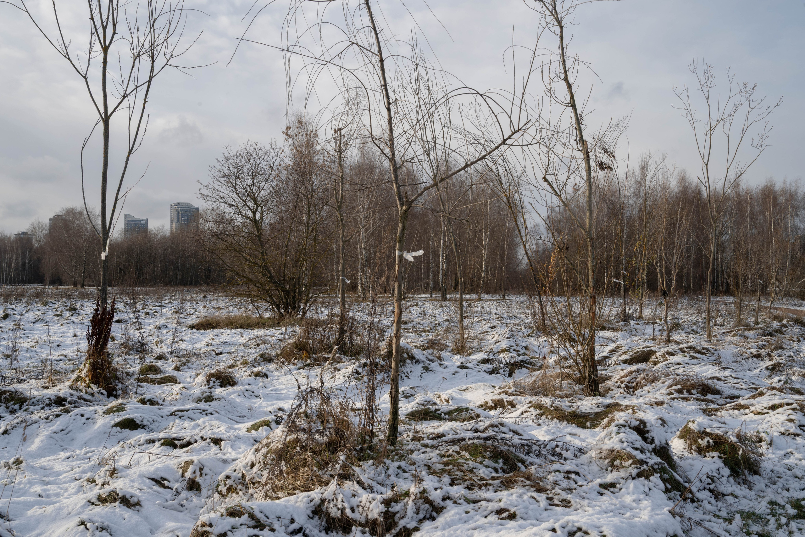 It was quietly sunny in shchukino. Shyjungle's Portfolio