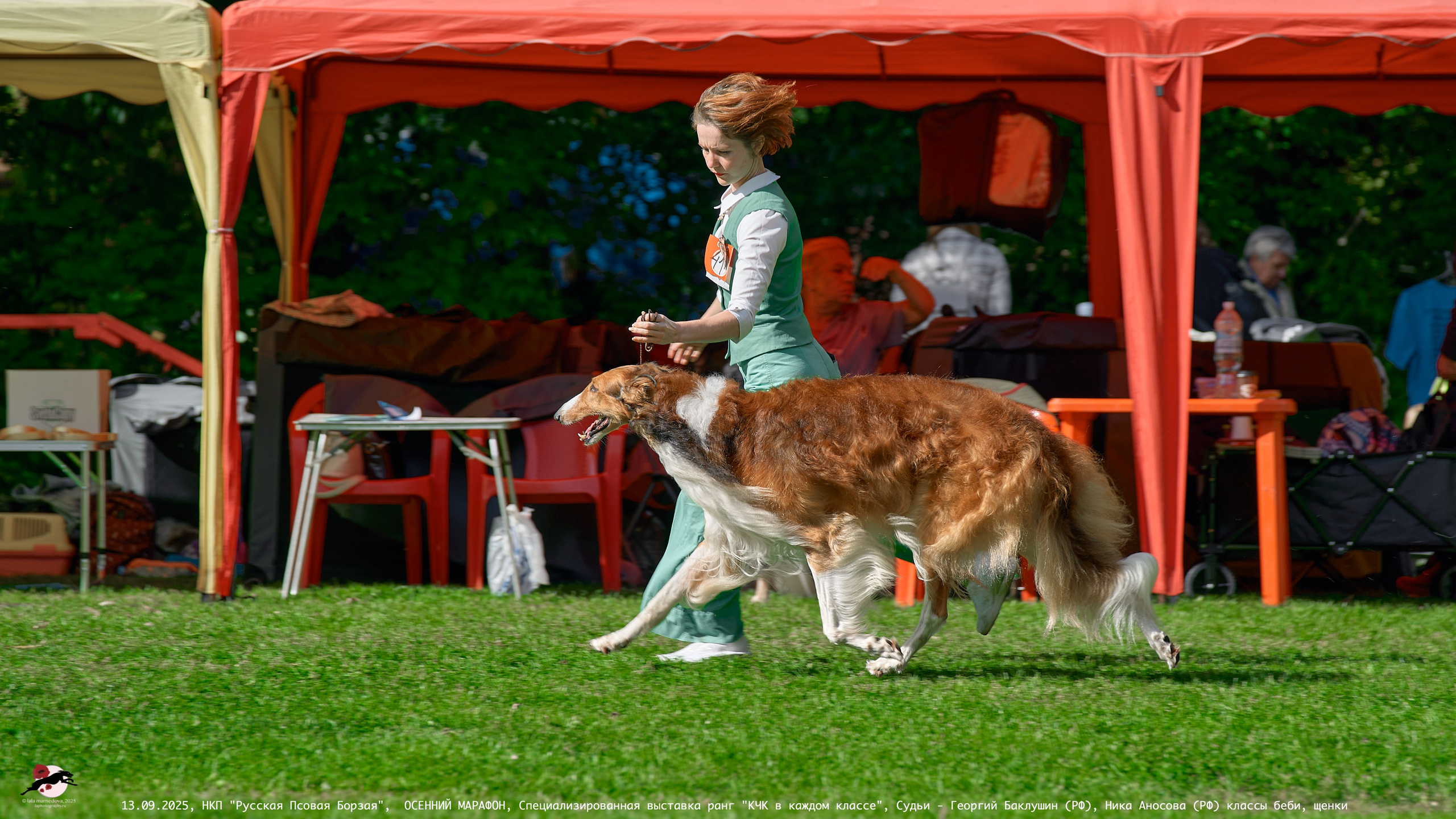 ОСЕННИЙ МАРАФОН | Специализированная выставка породы Русская Псовая Борзая ранг "КЧК в каждом классе"