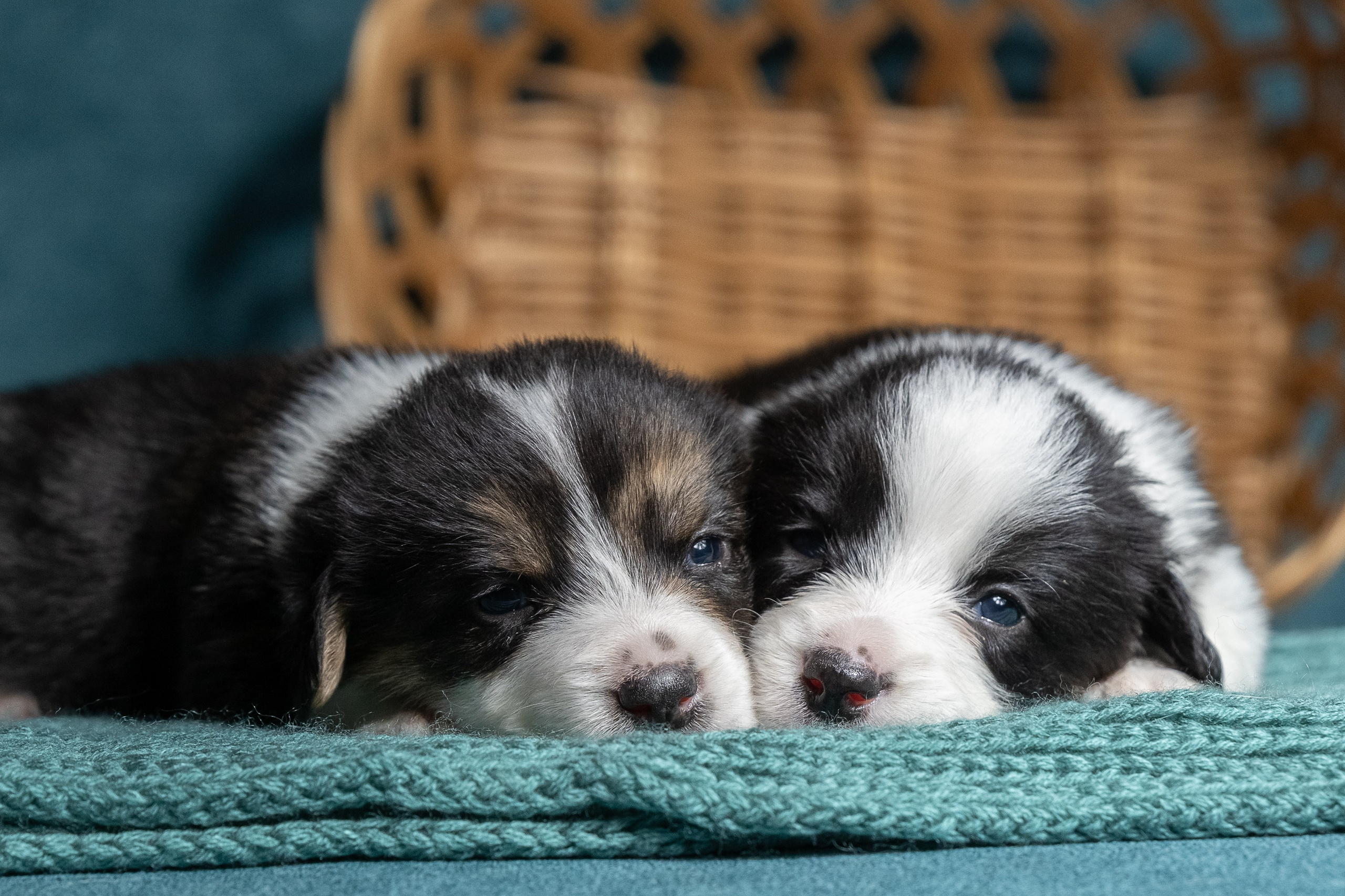 Купить щенка вельш корги кардиган из питомника Ice Fantasy. Купить щенка Вельш-корги-кардиган в семейном питомнике — Ice Fantasy