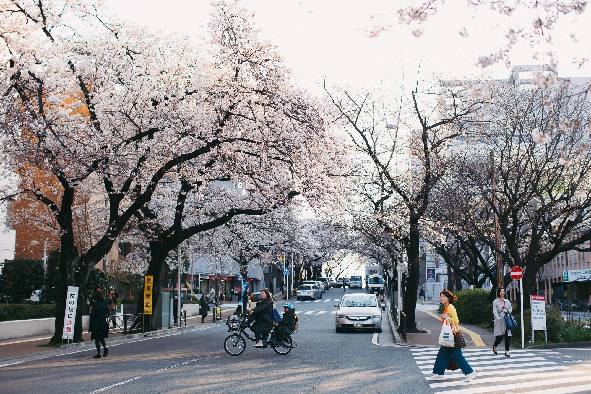 Japan, Tokyo, April 2017(Япония, цветение сакуры). Wedding and family photographer in Vladivostok Anton Blokhin