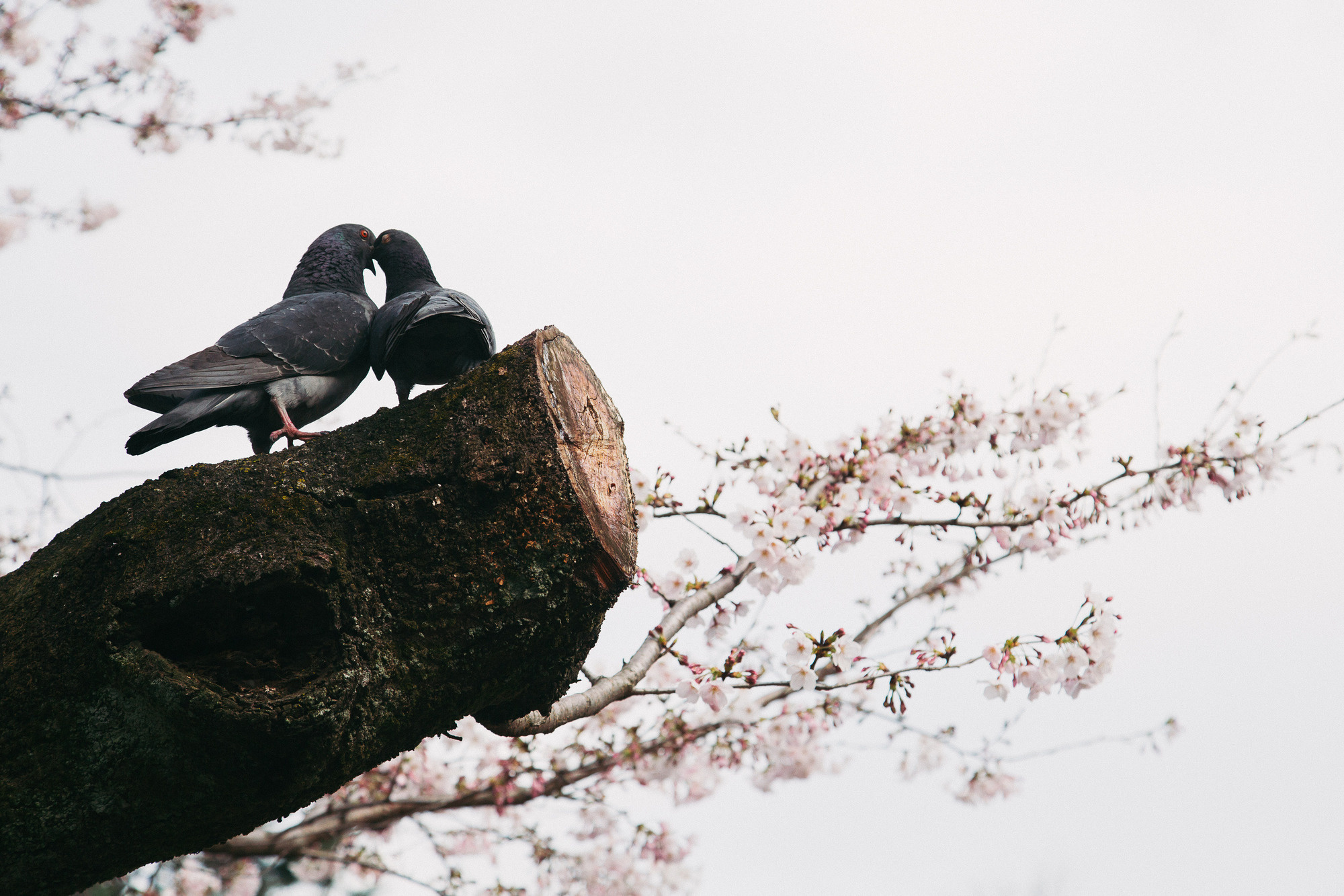 Japan, Tokyo, April 2017(Япония, цветение сакуры). Wedding and family photographer in Vladivostok Anton Blokhin