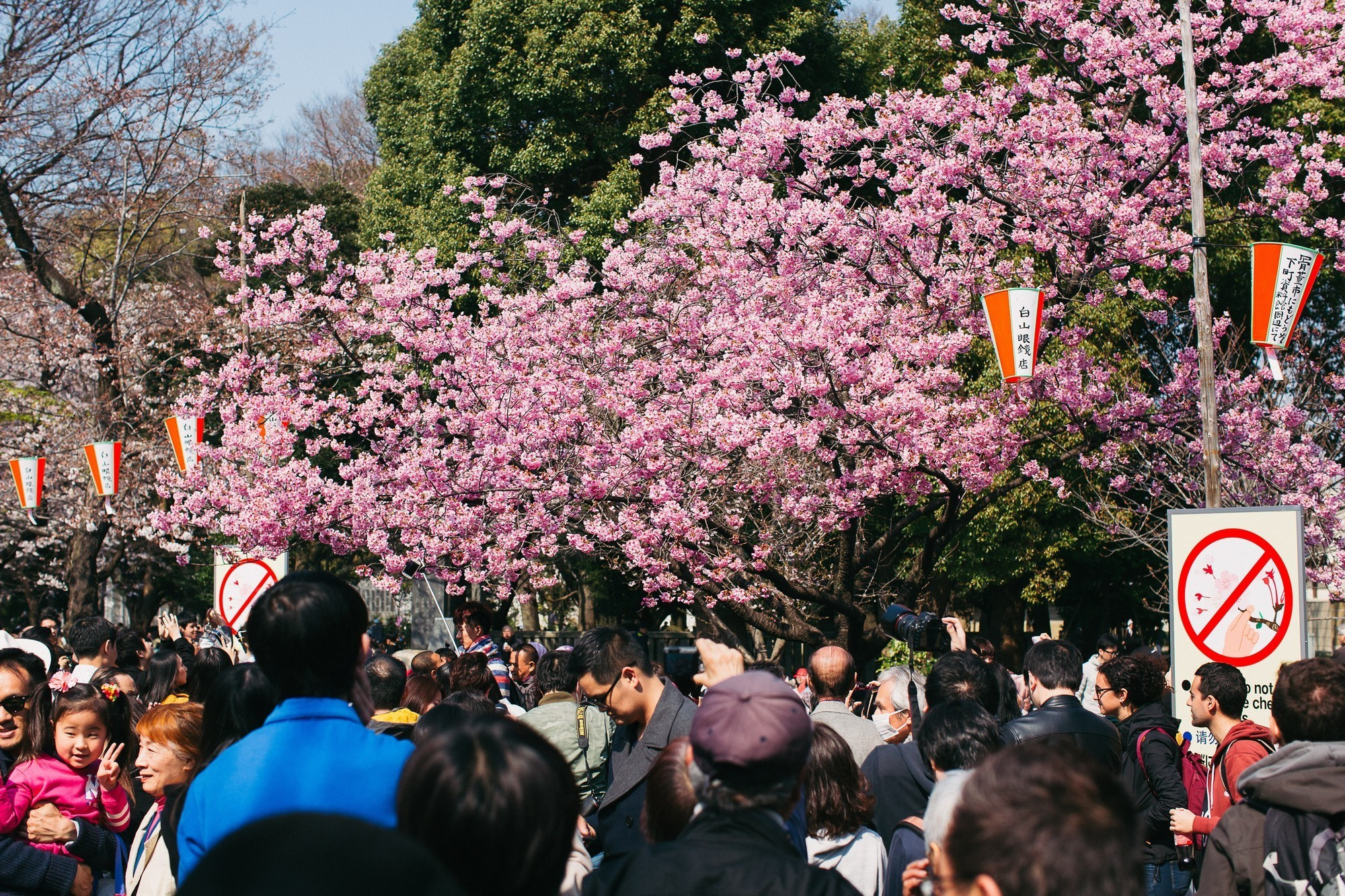 Japan, Tokyo, April 2017(Япония, цветение сакуры). Wedding and family photographer in Vladivostok Anton Blokhin