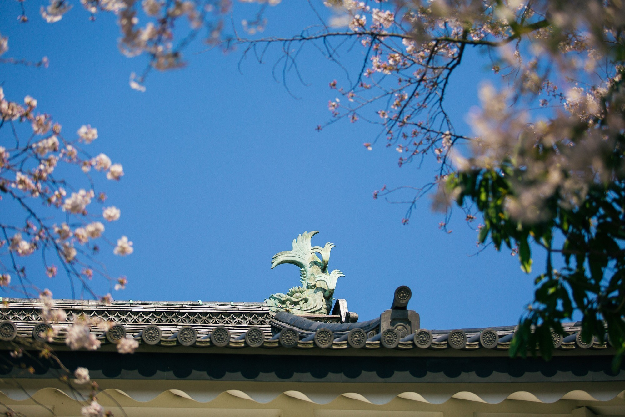 Japan, Tokyo, April 2017(Япония, цветение сакуры). Wedding and family photographer in Vladivostok Anton Blokhin