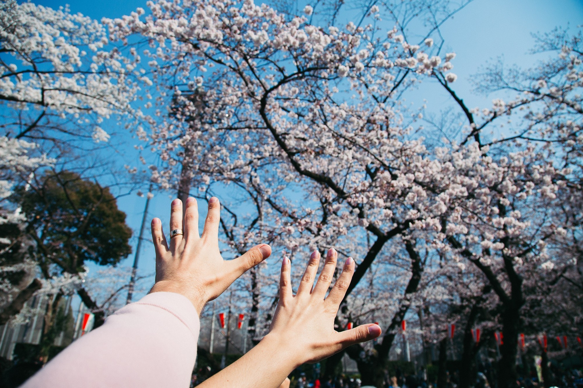 Japan, Tokyo, April 2017(Япония, цветение сакуры). Wedding and family photographer in Vladivostok Anton Blokhin