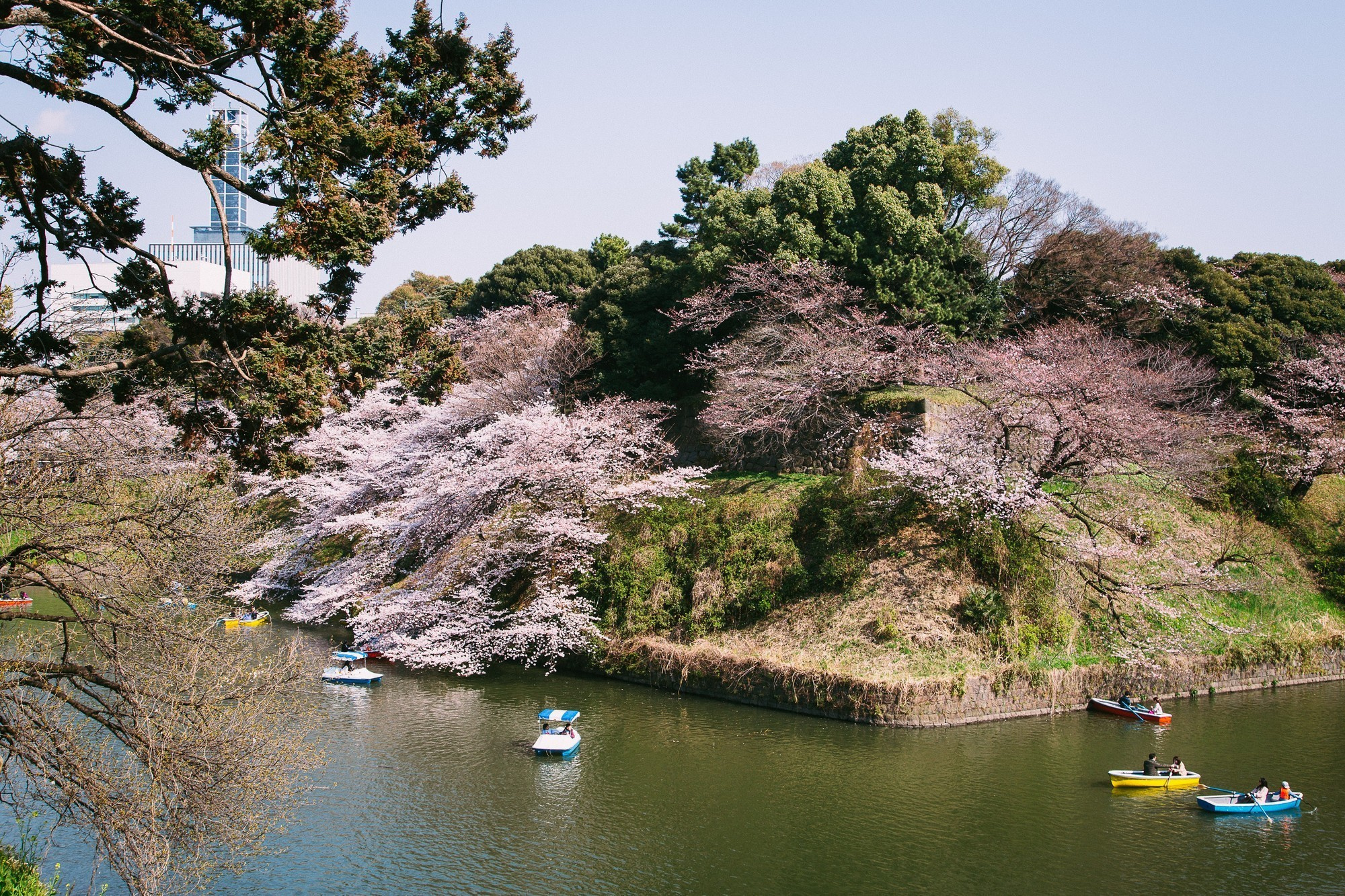 Japan, Tokyo, April 2017(Япония, цветение сакуры). Wedding and family photographer in Vladivostok Anton Blokhin
