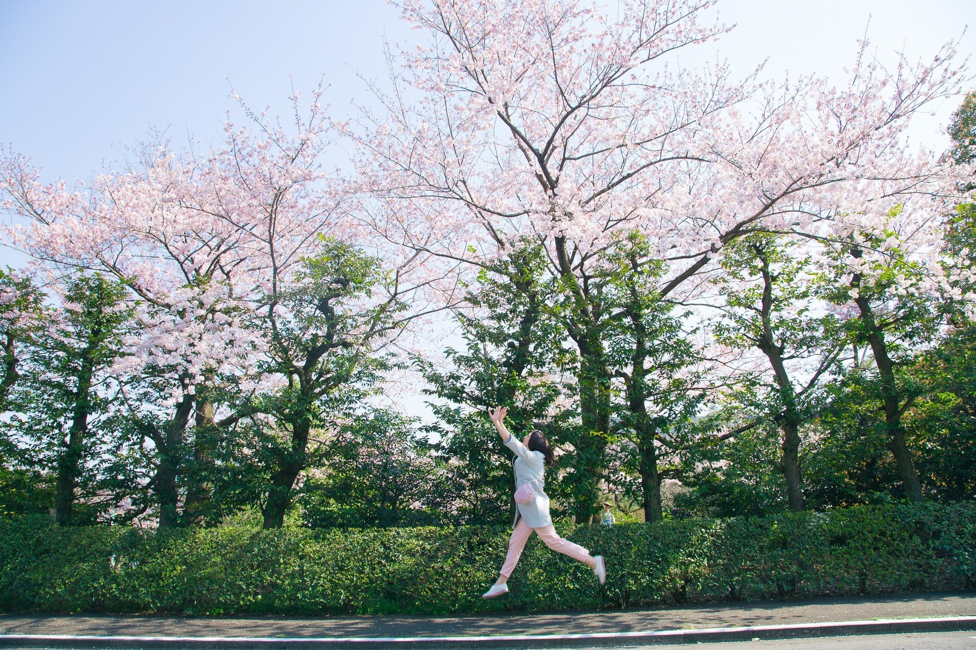Japan, Tokyo, April 2017(Япония, цветение сакуры). Wedding and family photographer in Vladivostok Anton Blokhin