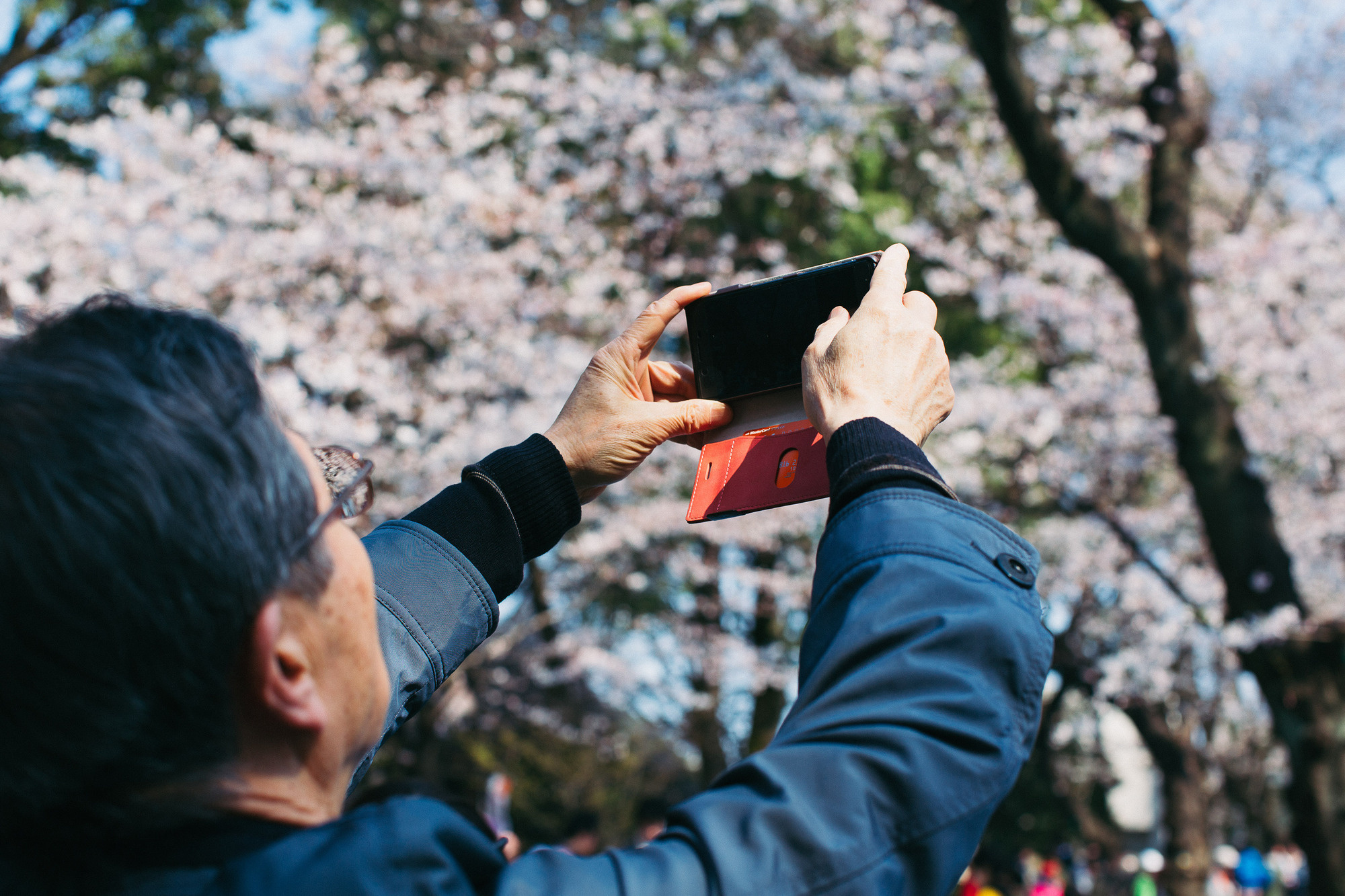 Japan, Tokyo, April 2017(Япония, цветение сакуры). Wedding and family photographer in Vladivostok Anton Blokhin