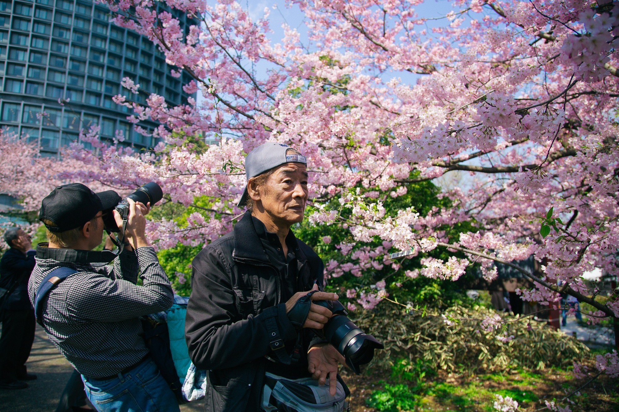 Japan, Tokyo, April 2017(Япония, цветение сакуры). Wedding and family photographer in Vladivostok Anton Blokhin