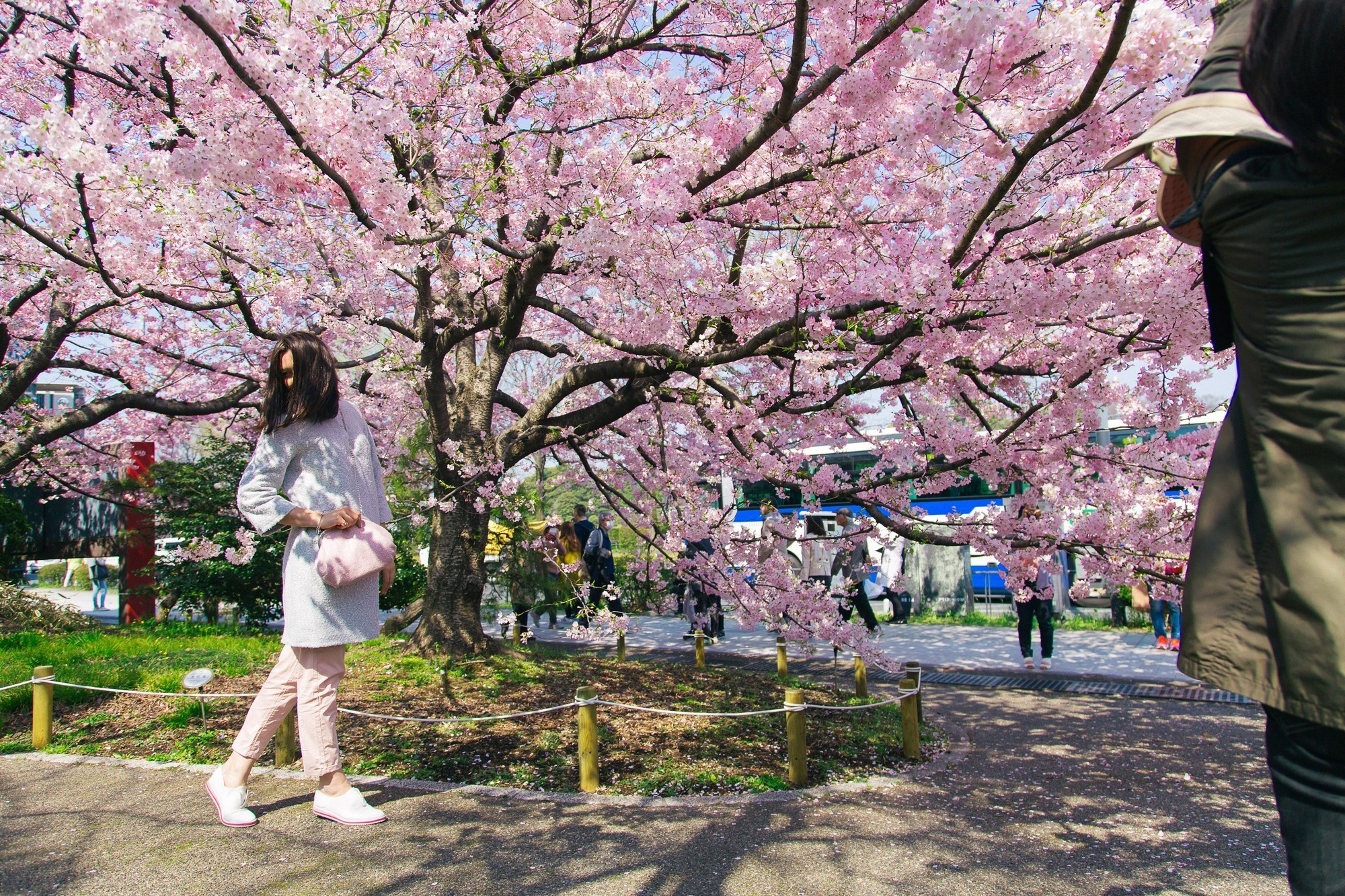 Japan, Tokyo, April 2017(Япония, цветение сакуры). Wedding and family photographer in Vladivostok Anton Blokhin
