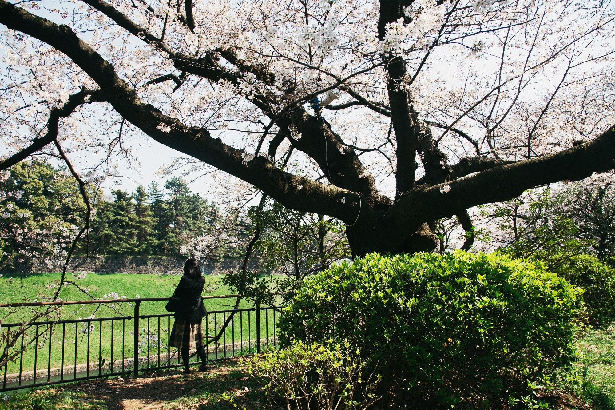 Japan, Tokyo, April 2017(Япония, цветение сакуры). Wedding and family photographer in Vladivostok Anton Blokhin
