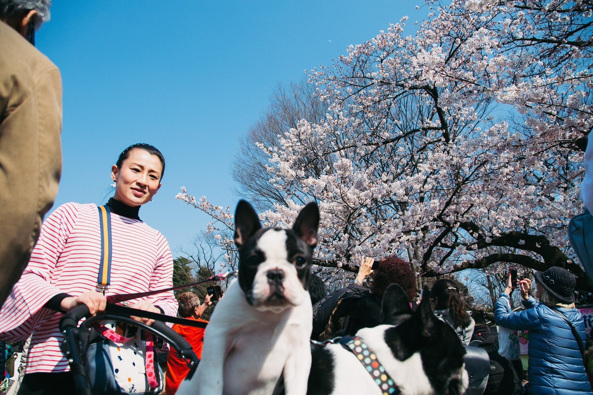 Japan, Tokyo, April 2017(Япония, цветение сакуры). Wedding and family photographer in Vladivostok Anton Blokhin
