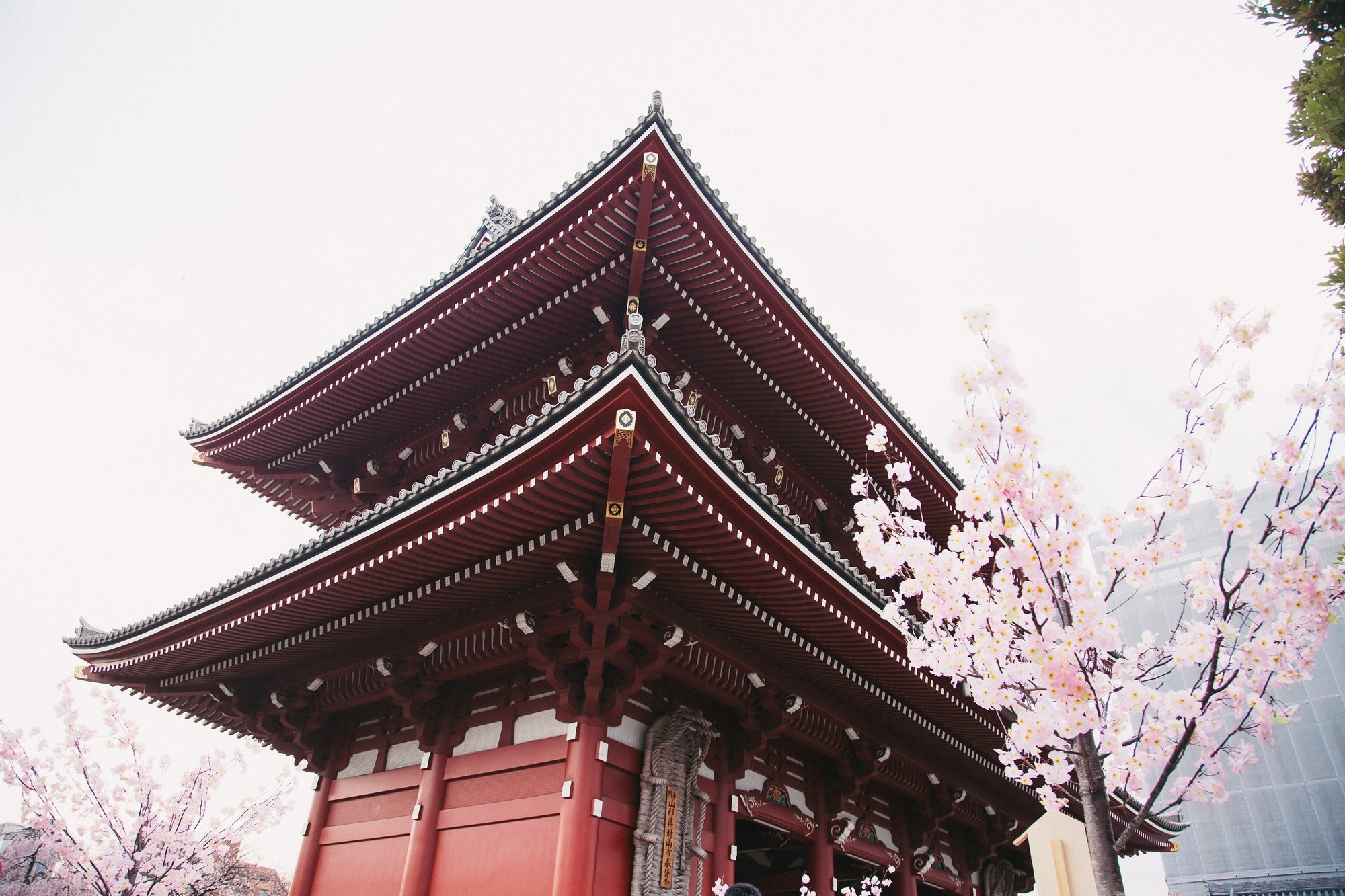 Japan, Tokyo, April 2017(Япония, цветение сакуры). Wedding and family photographer in Vladivostok Anton Blokhin