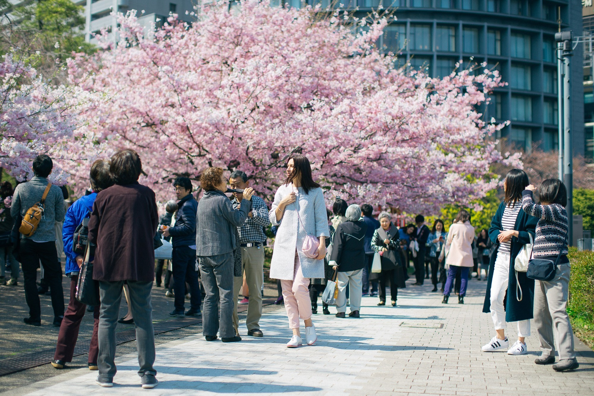 Japan, Tokyo, April 2017(Япония, цветение сакуры). Wedding and family photographer in Vladivostok Anton Blokhin