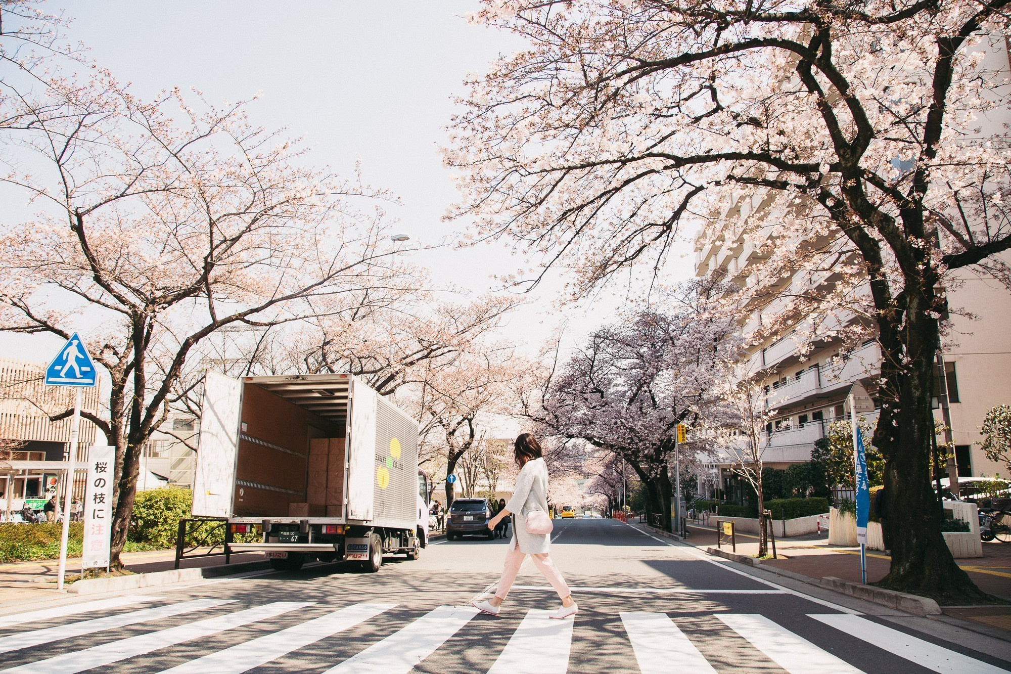 Japan, Tokyo, April 2017(Япония, цветение сакуры). Wedding and family photographer in Vladivostok Anton Blokhin