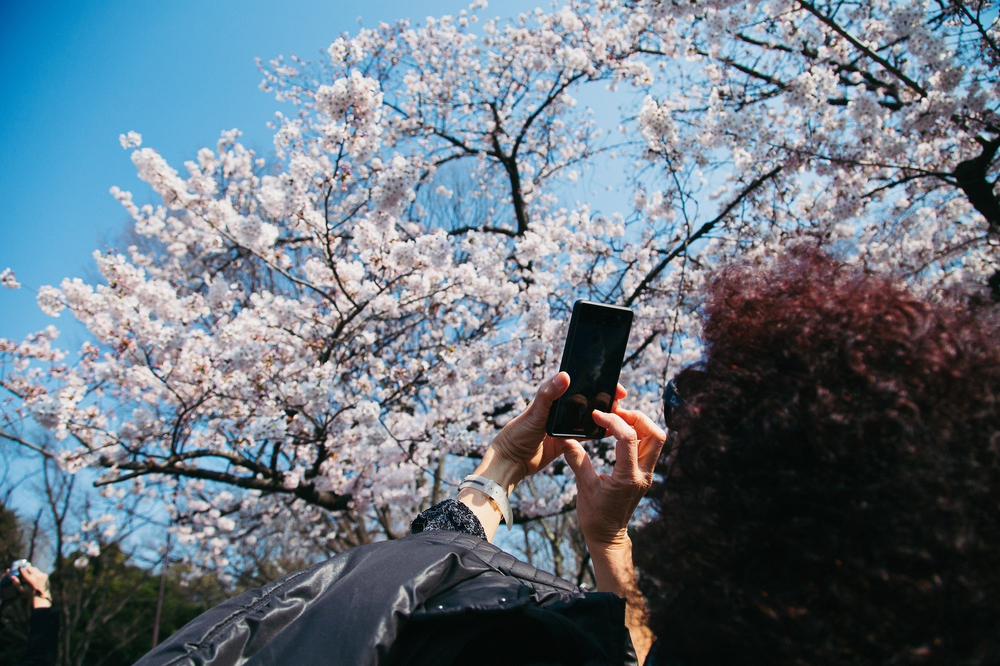Japan, Tokyo, April 2017(Япония, цветение сакуры). Wedding and family photographer in Vladivostok Anton Blokhin