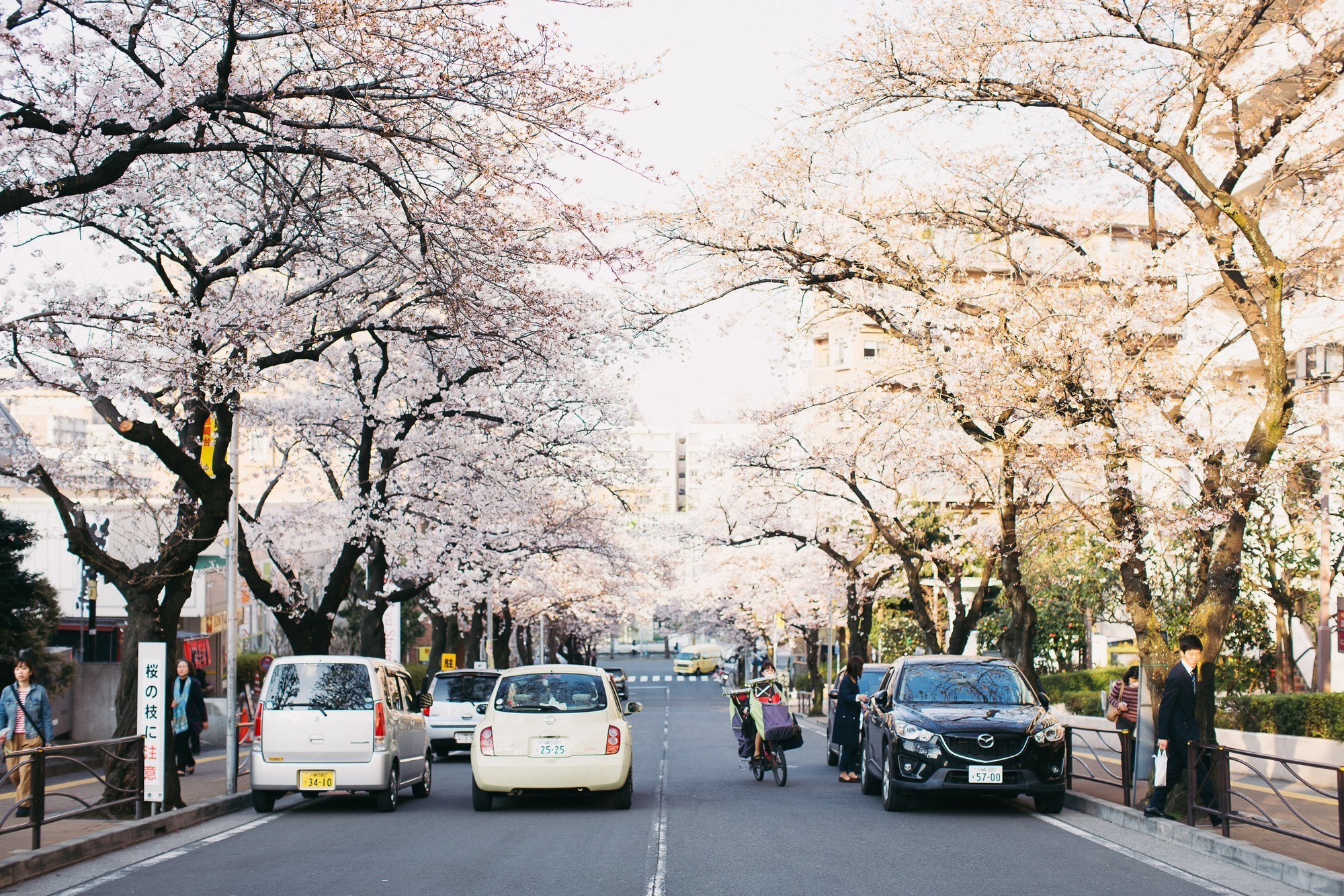 Japan, Tokyo, April 2017(Япония, цветение сакуры). Wedding and family photographer in Vladivostok Anton Blokhin