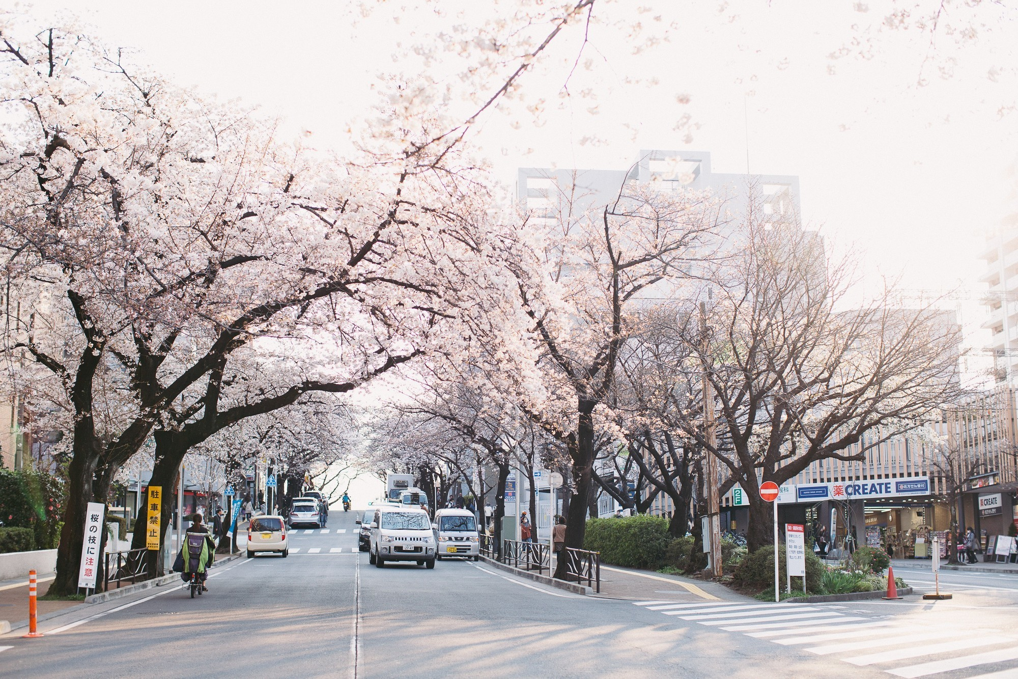 Japan, Tokyo, April 2017(Япония, цветение сакуры). Wedding and family photographer in Vladivostok Anton Blokhin