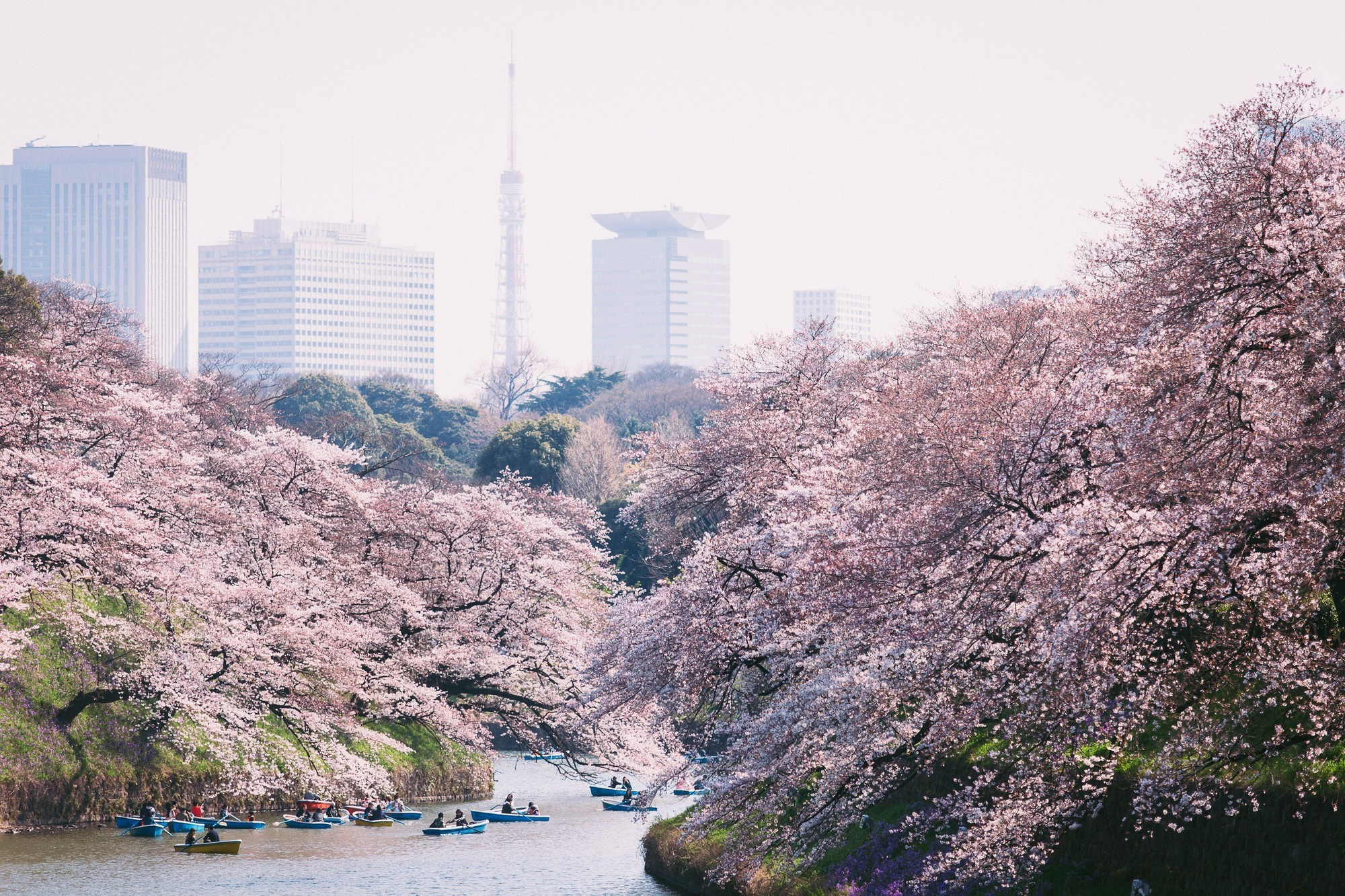 Japan, Tokyo, April 2017(Япония, цветение сакуры). Wedding and family photographer in Vladivostok Anton Blokhin