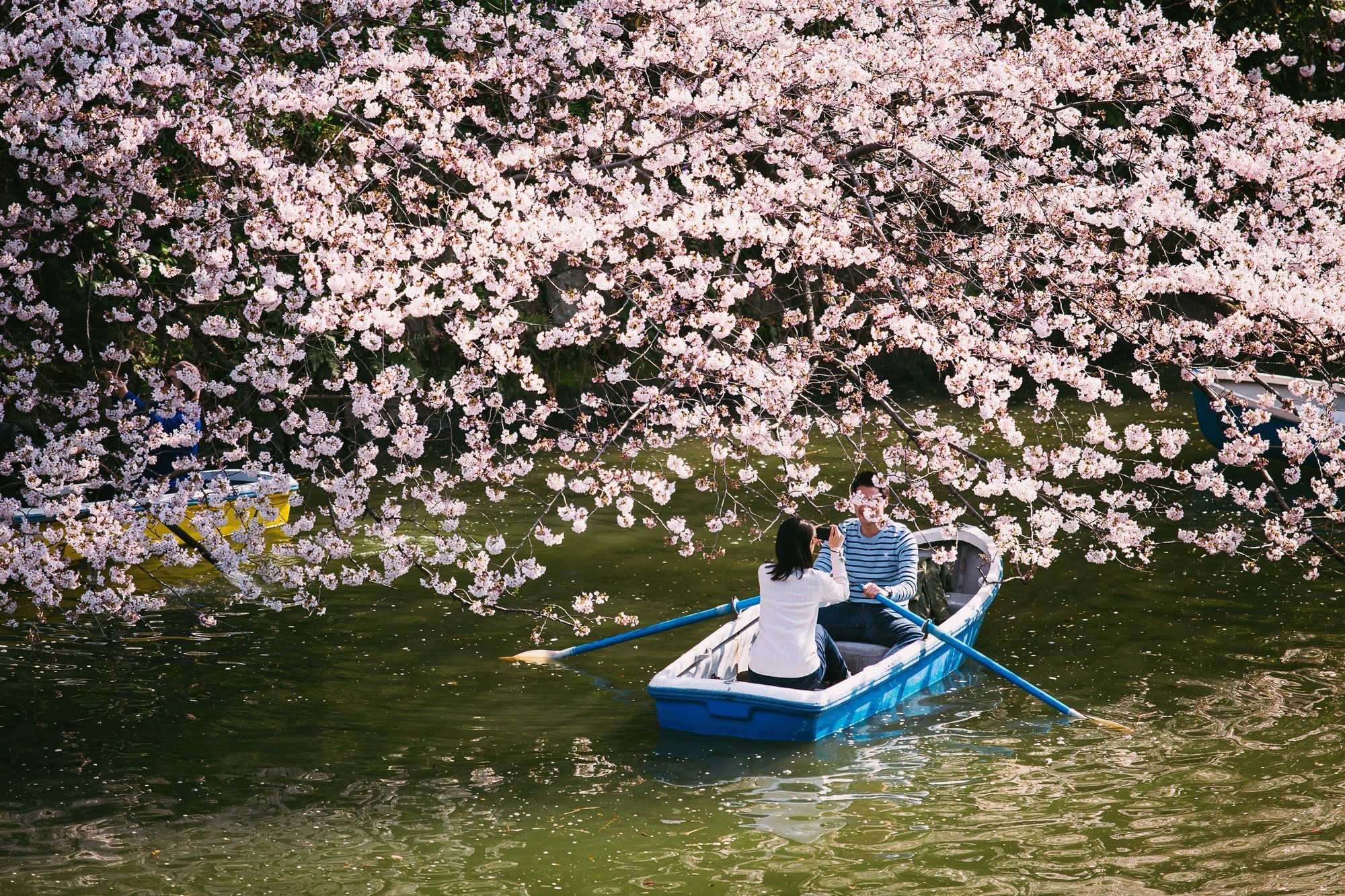 Japan, Tokyo, April 2017(Япония, цветение сакуры). Wedding and family photographer in Vladivostok Anton Blokhin