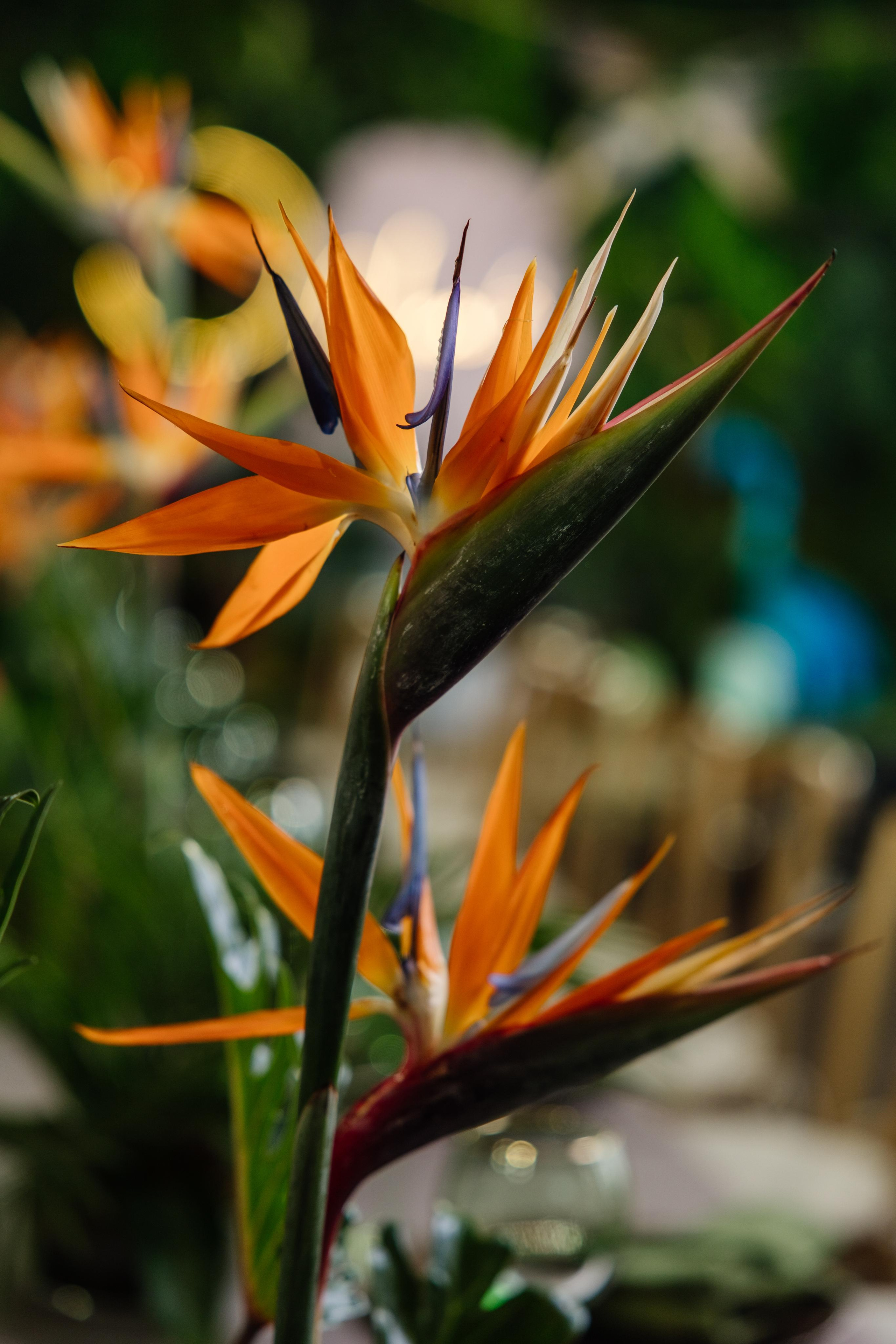 Съемка декора. Репортажный фотограф Ольга Кочетова в Москве