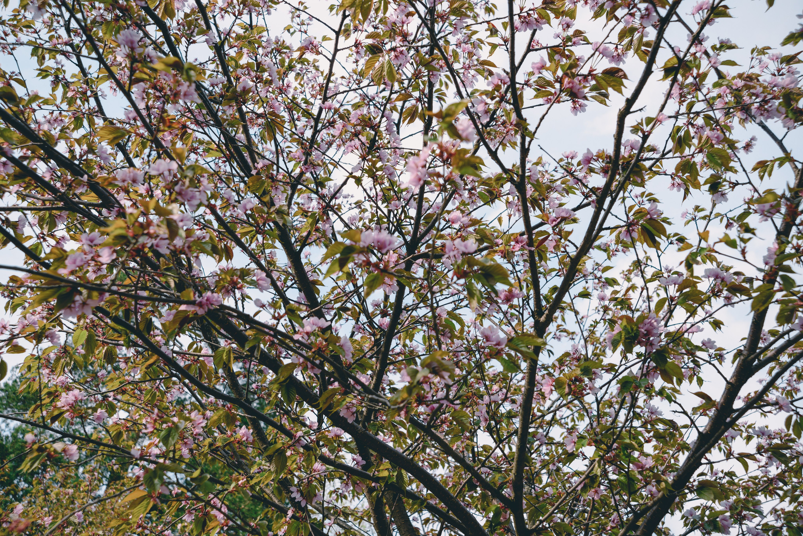 Цветущая сакура, цветение сакуры, природный растительный фон, паттерн, текстура, красота в природе. Эстетика фото для блогов, соцсетей и вдохновения. Цветущая вишня, цветение вишни. Красивые, эстетичные фотографии природы для отдыха, мотивации и вдохновения.