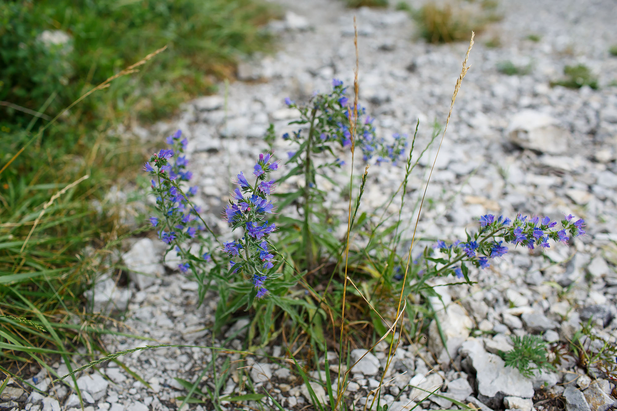 Анонс свадебного фотодня в горах. Свадебный фотограф Краснодар, Сочи, Геленджик, Анапа, Ростов