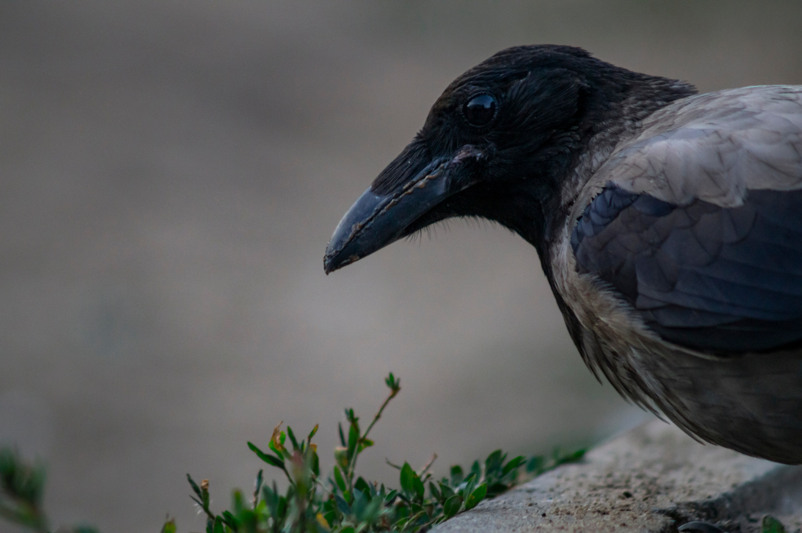 Ворона. Донеал Скнарь — концертный фотограф