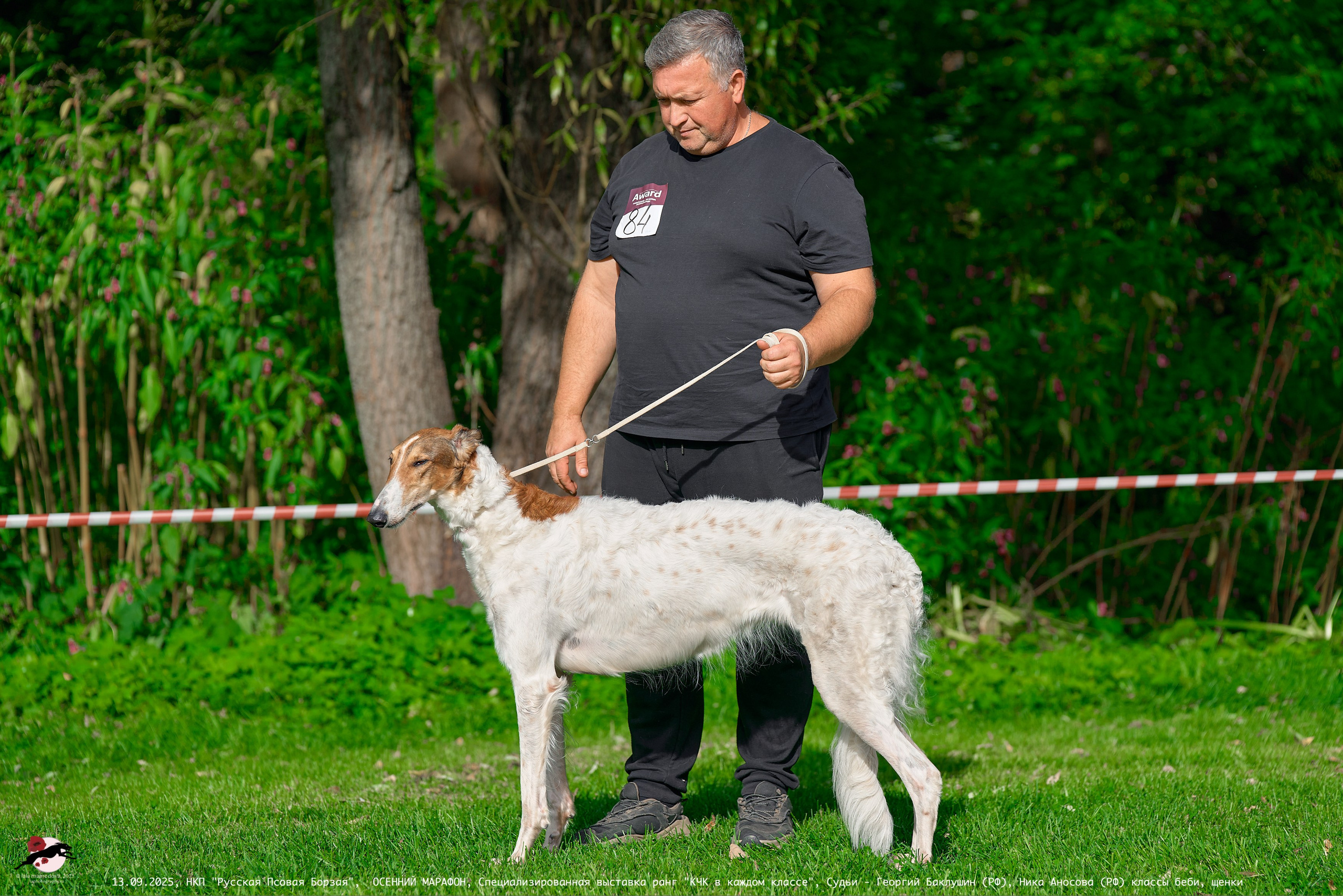 ОСЕННИЙ МАРАФОН | Специализированная выставка породы Русская Псовая Борзая ранг "КЧК в каждом классе"