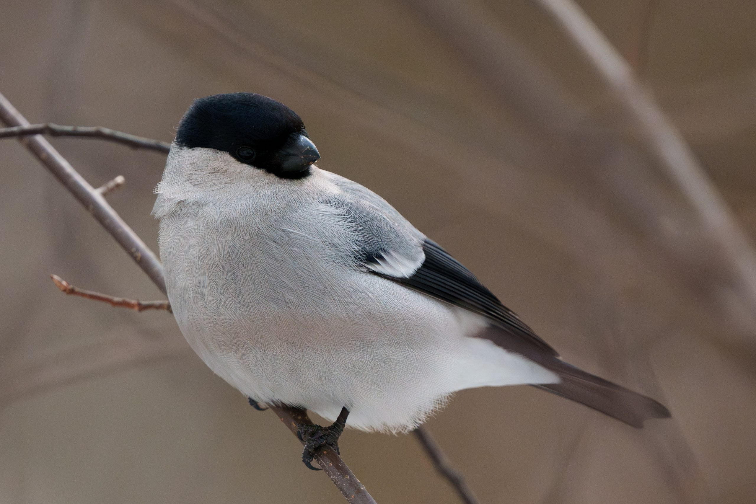 Снегирь. Донеал Скнарь — концертный фотограф
