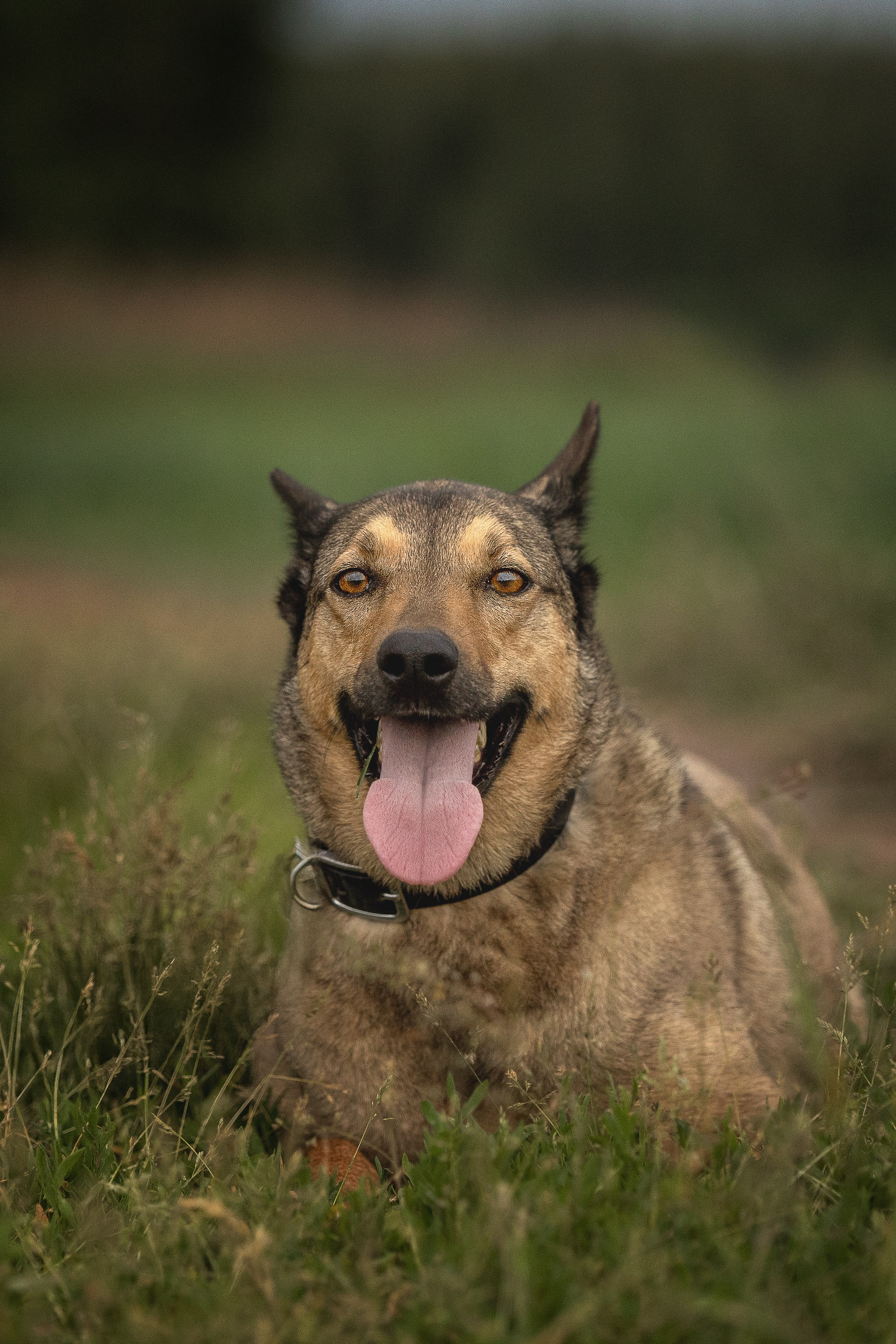 ИЩУТ ДОМ. Фотограф-анималист в Москве и Подмосковье