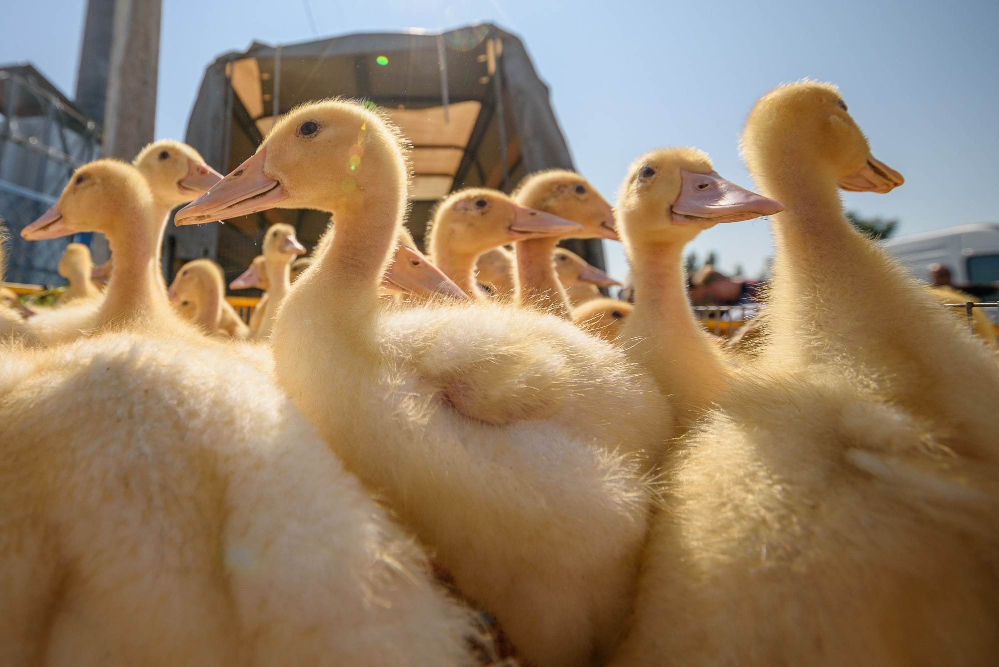 Гусята в коробке на рынке