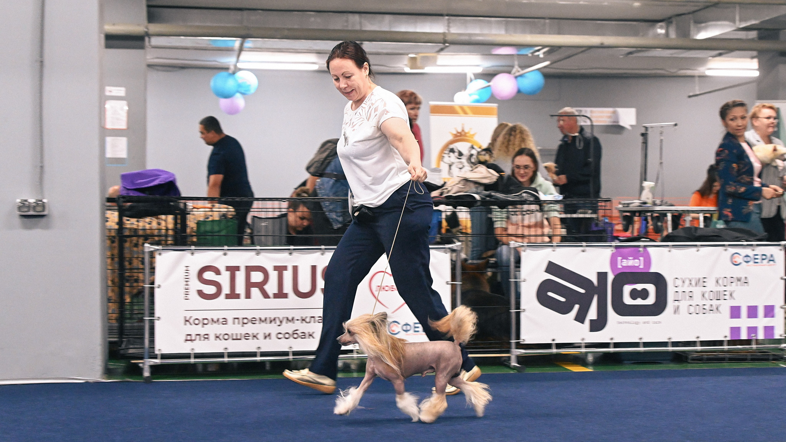 Poale Ell Chester. Питомник китайских хохлатых собак Poale Ell: купить щенка