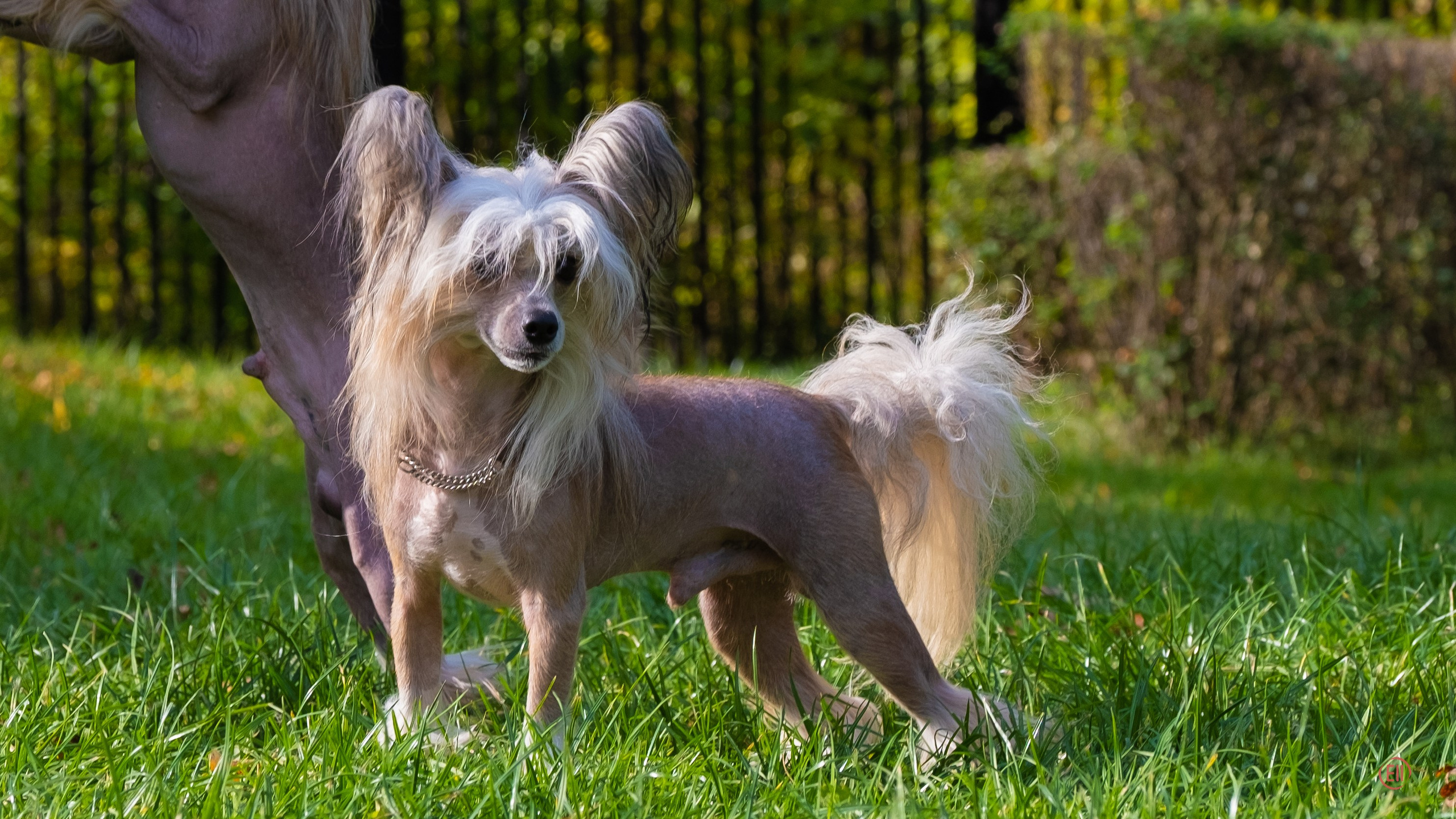 On a walk. Chinese Crested Dog Kennel Poale Ell