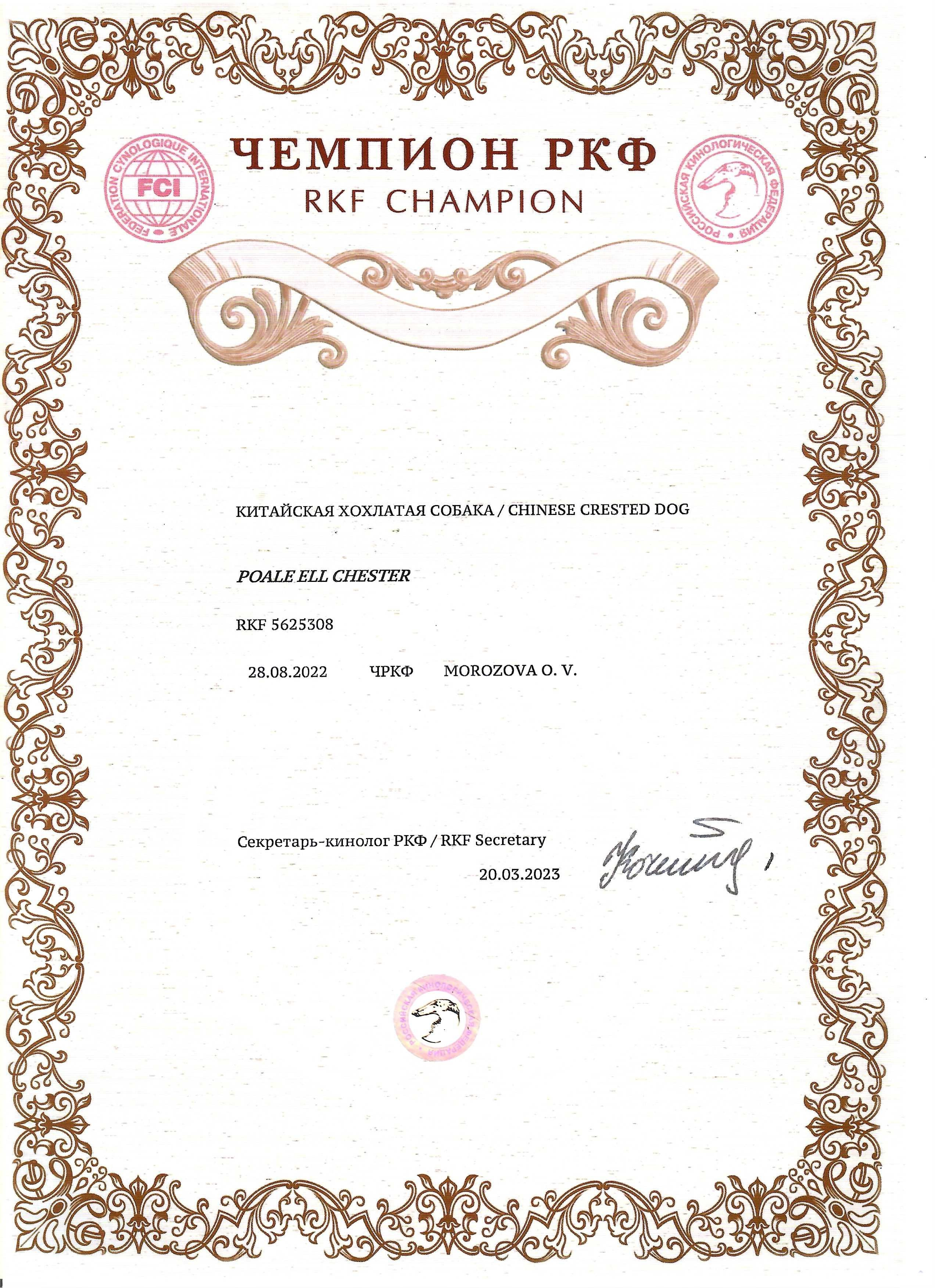 Poale Ell Chester. Питомник китайских хохлатых собак Poale Ell: купить щенка