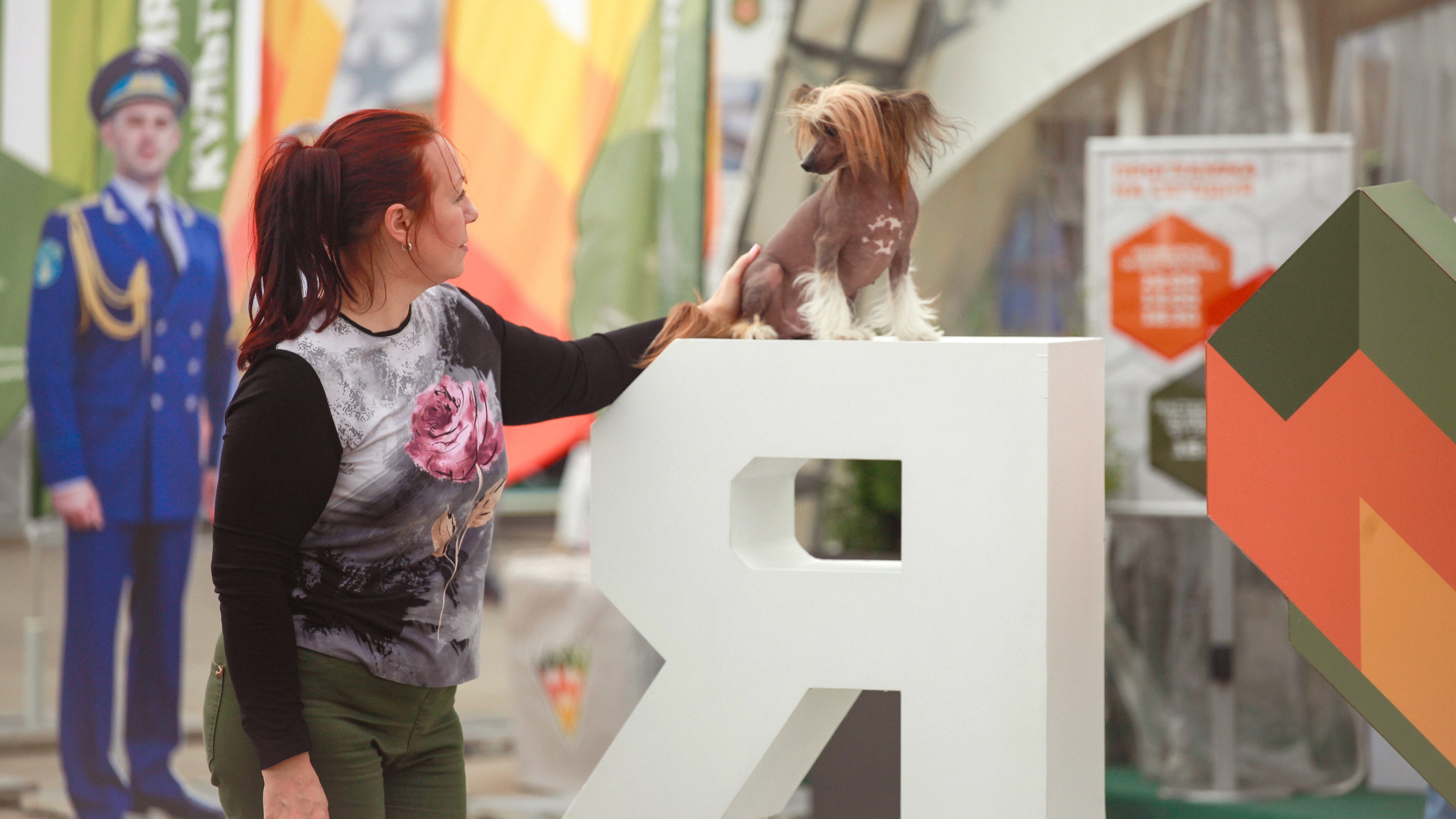 Poale Ell Clare. Chinese Crested Dog Kennel Poale Ell