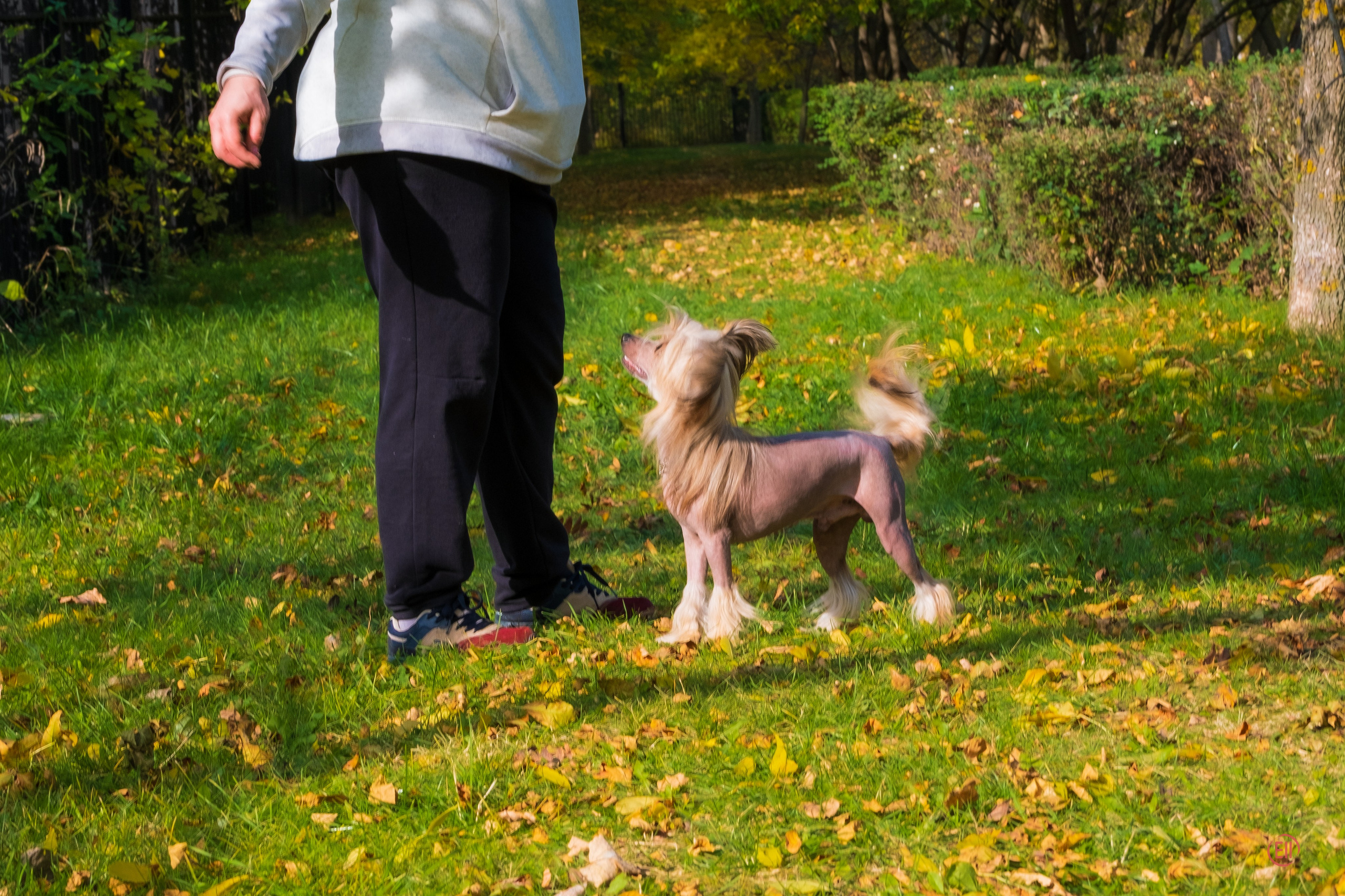 On a walk. Chinese Crested Dog Kennel Poale Ell