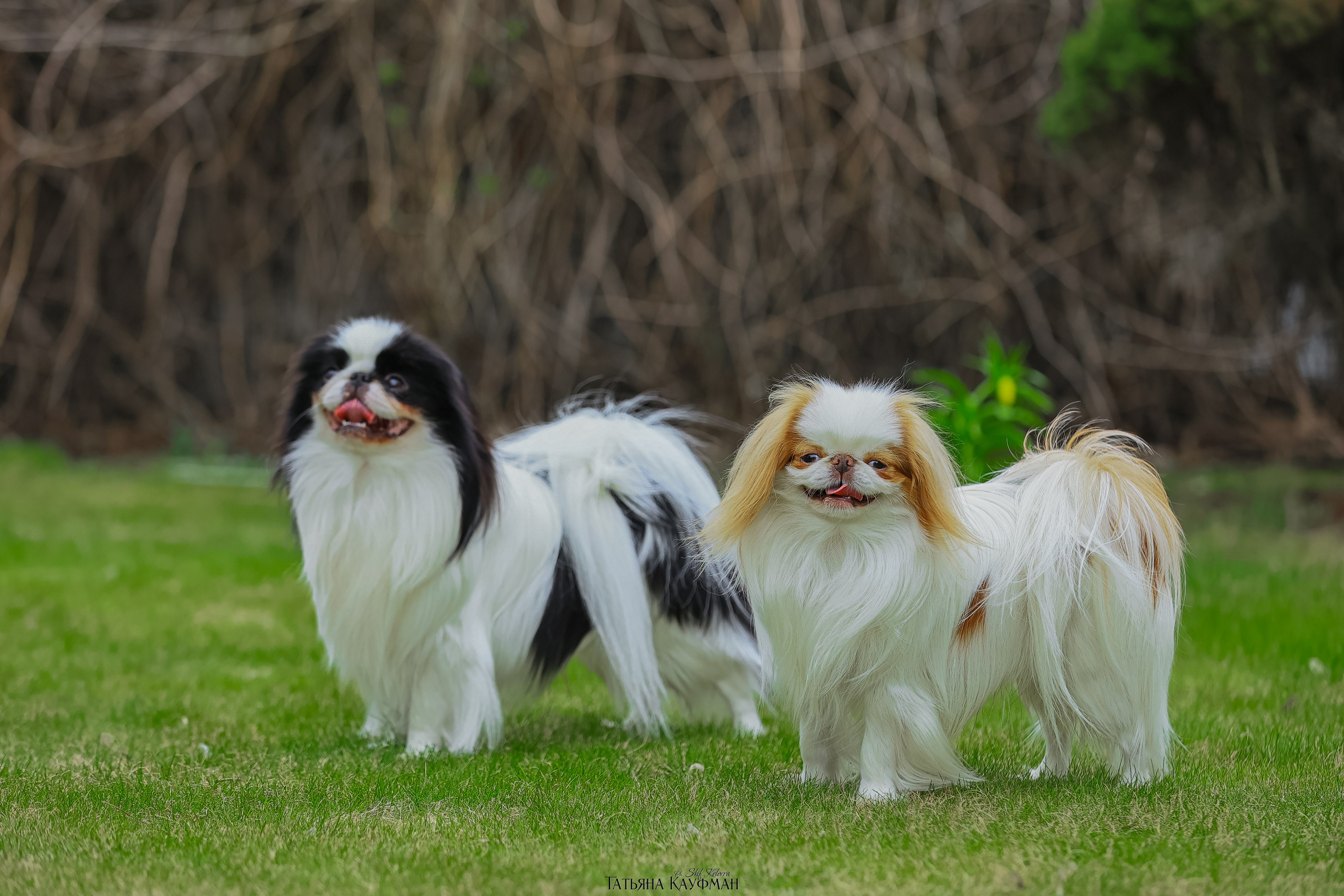Японский хин, фотография японский хин, собака в цветах, красивая собака, фотограф анималист, фотокурс Анималистика, научиться фотографировать собак, фотограф Новосибирск