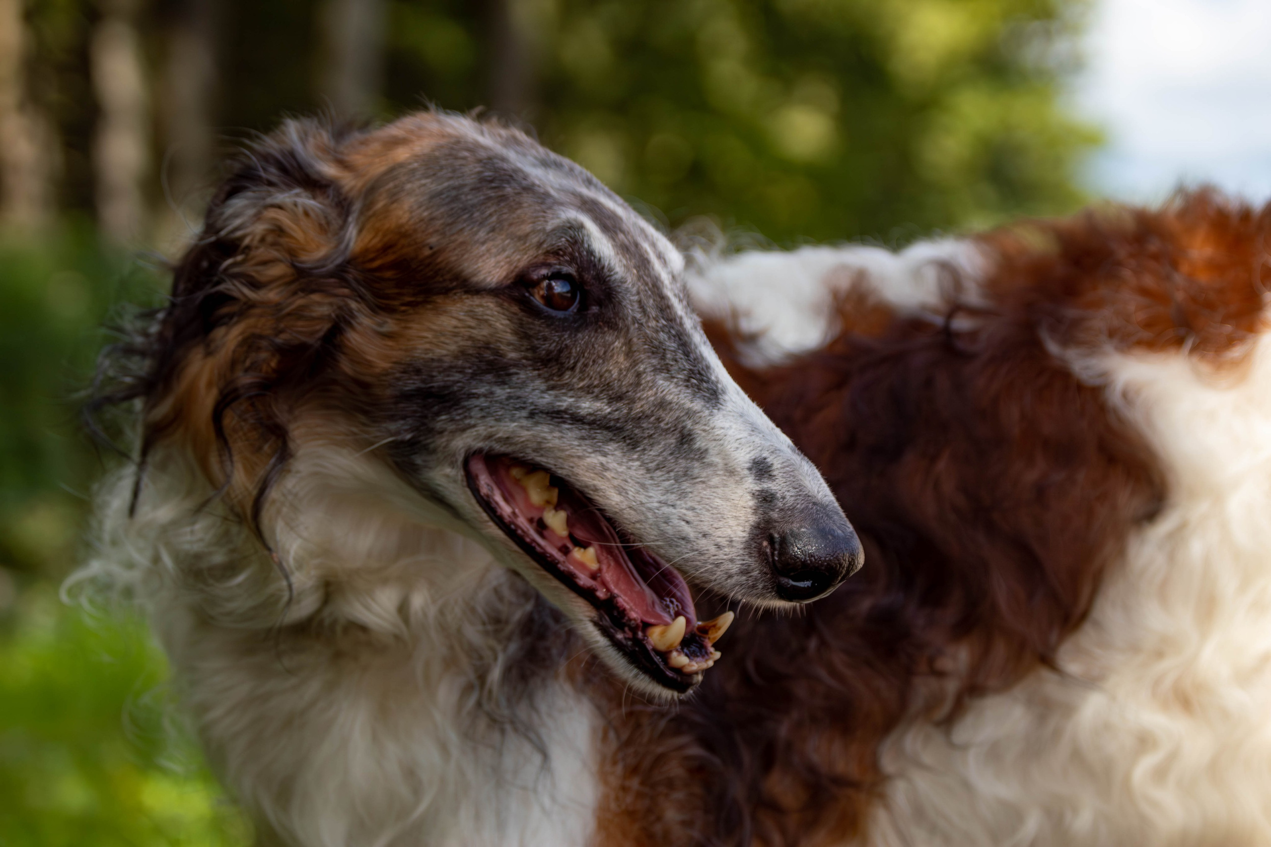 Охота как искусство Ясная поляна. Фотограф анималист — Тула, Москва