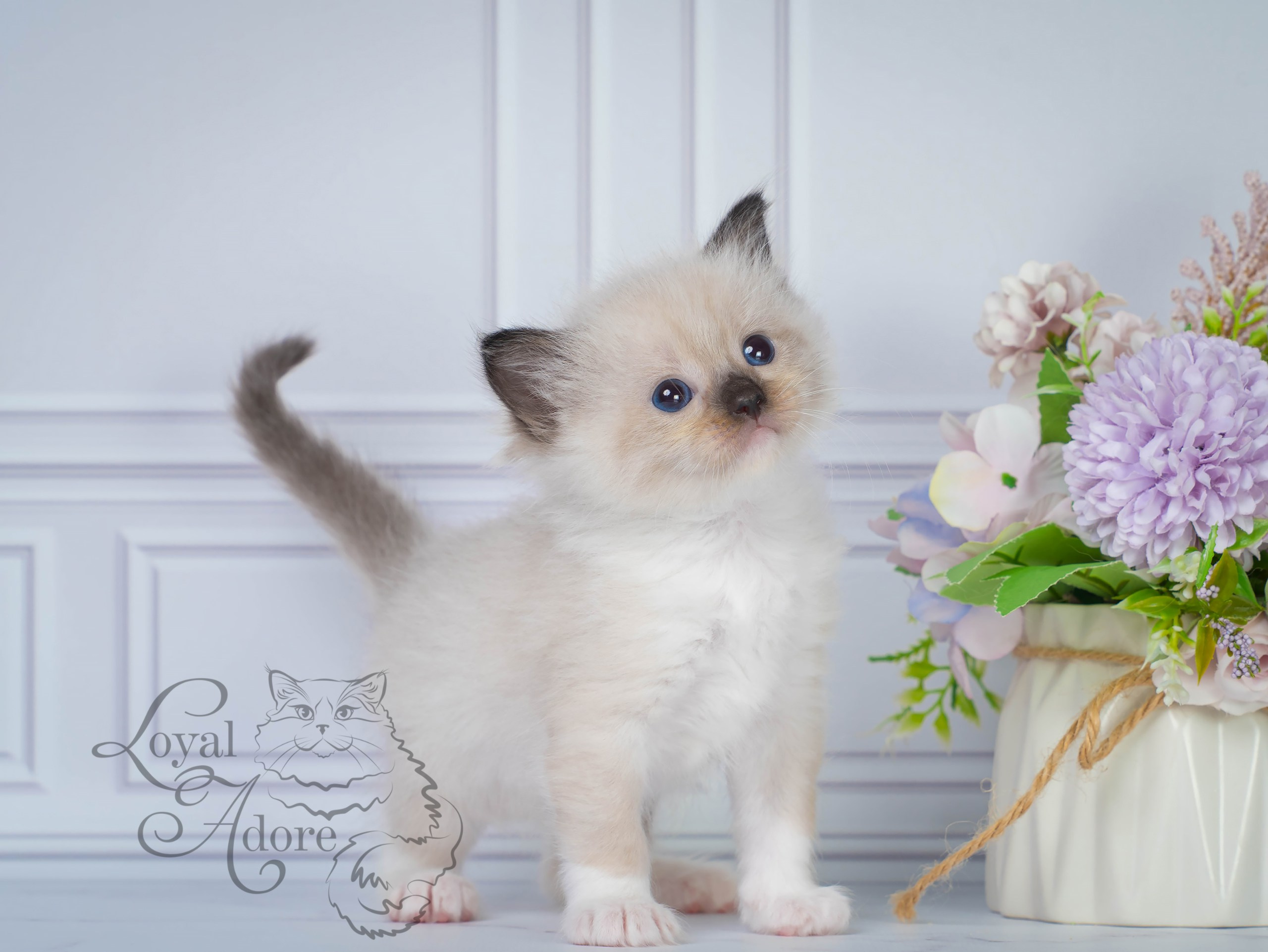 Все свободные котята. Питомник рэгдолл Loyal Adore