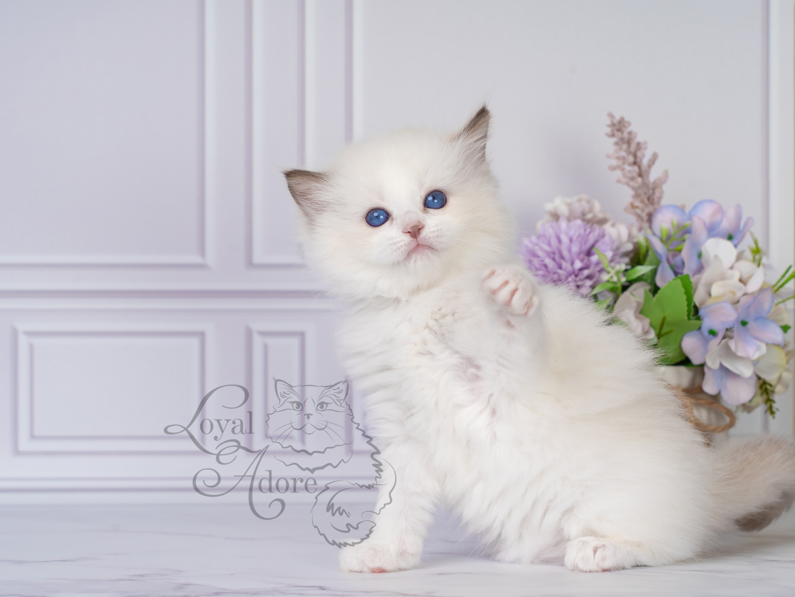 Котята рэгдолл от Loyal Adore. Питомник рэгдолл Loyal Adore