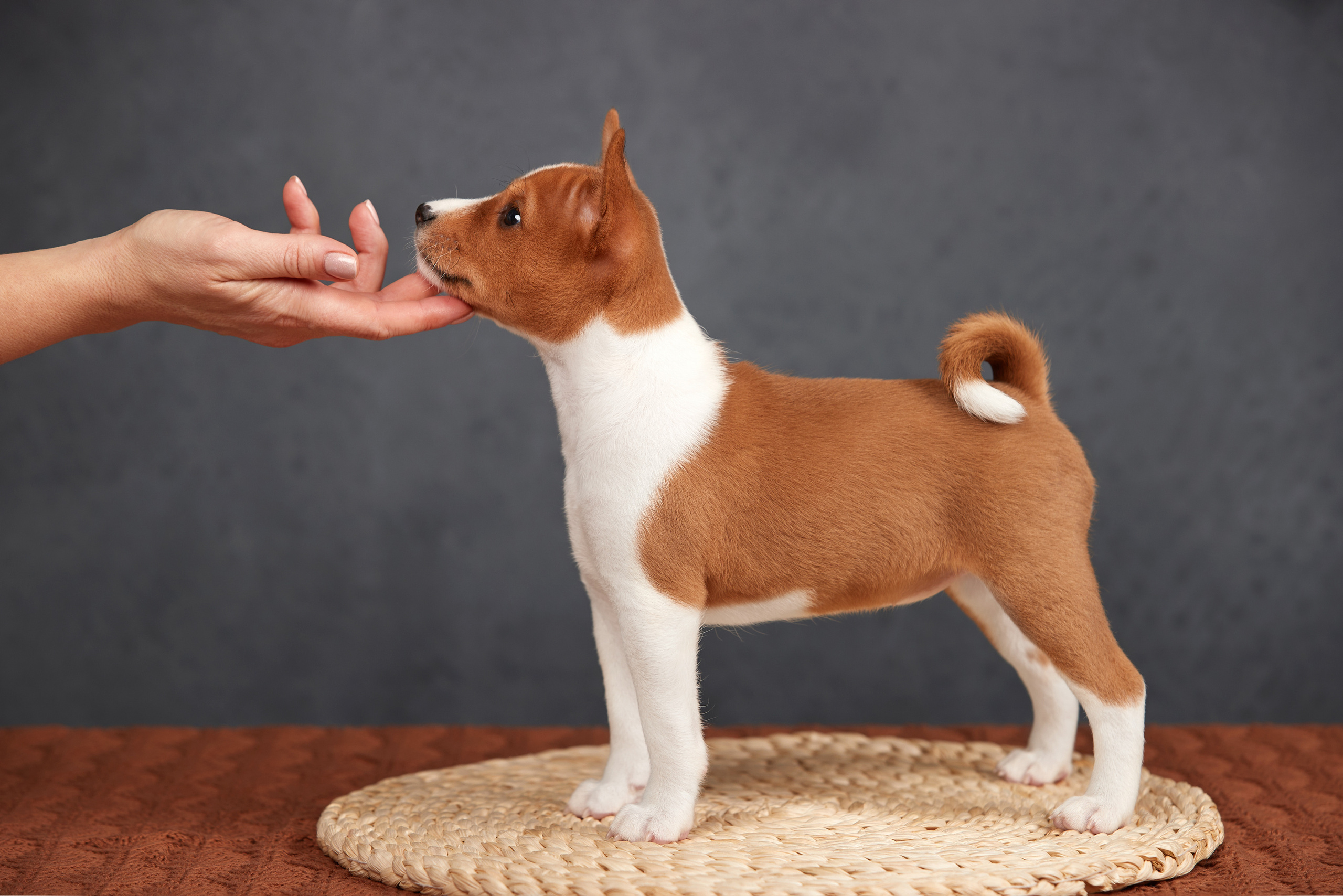 Съемка щенков на дому в Санкт-Петербурге, басенджи