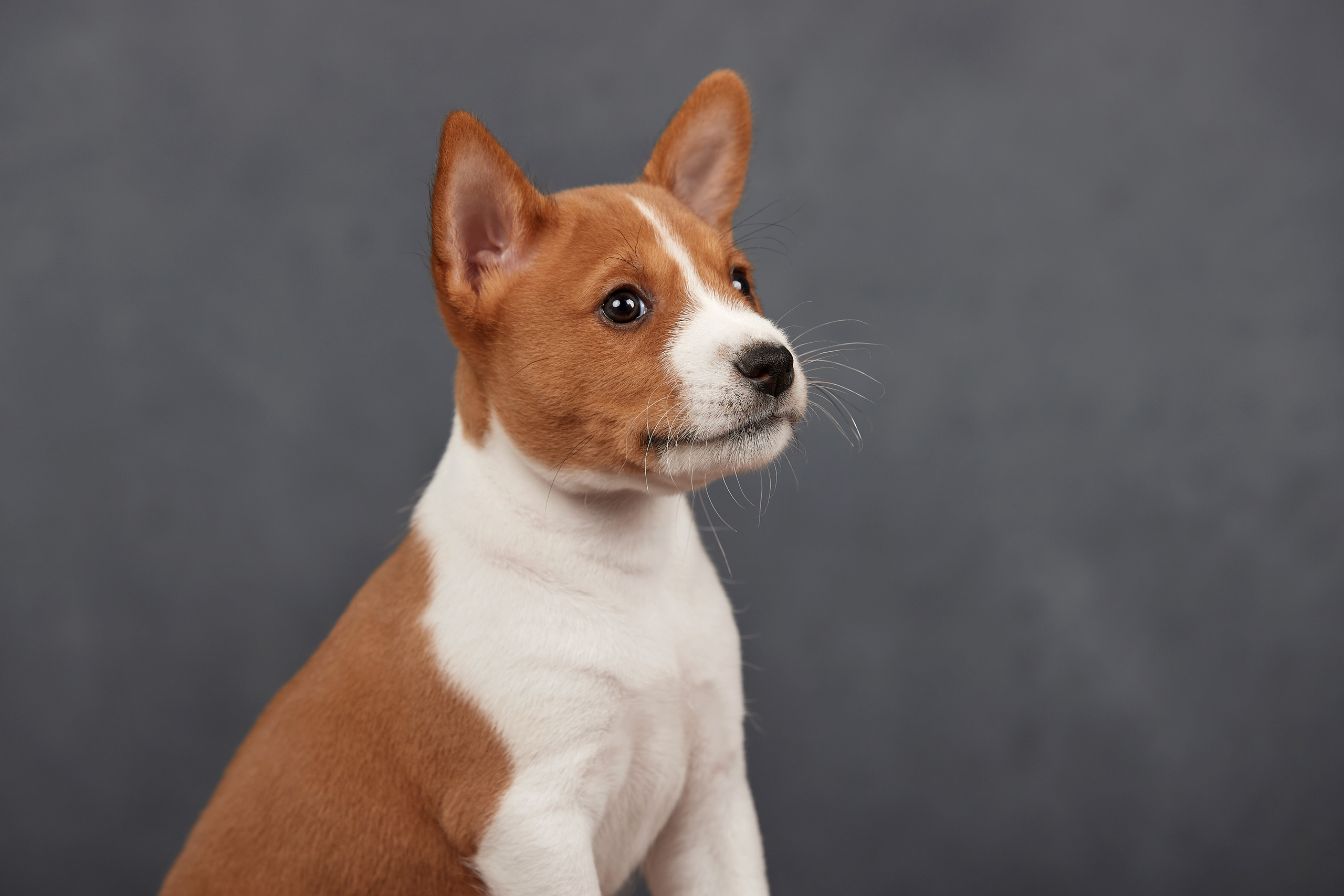 Съемка щенков на дому в Санкт-Петербурге, басенджи