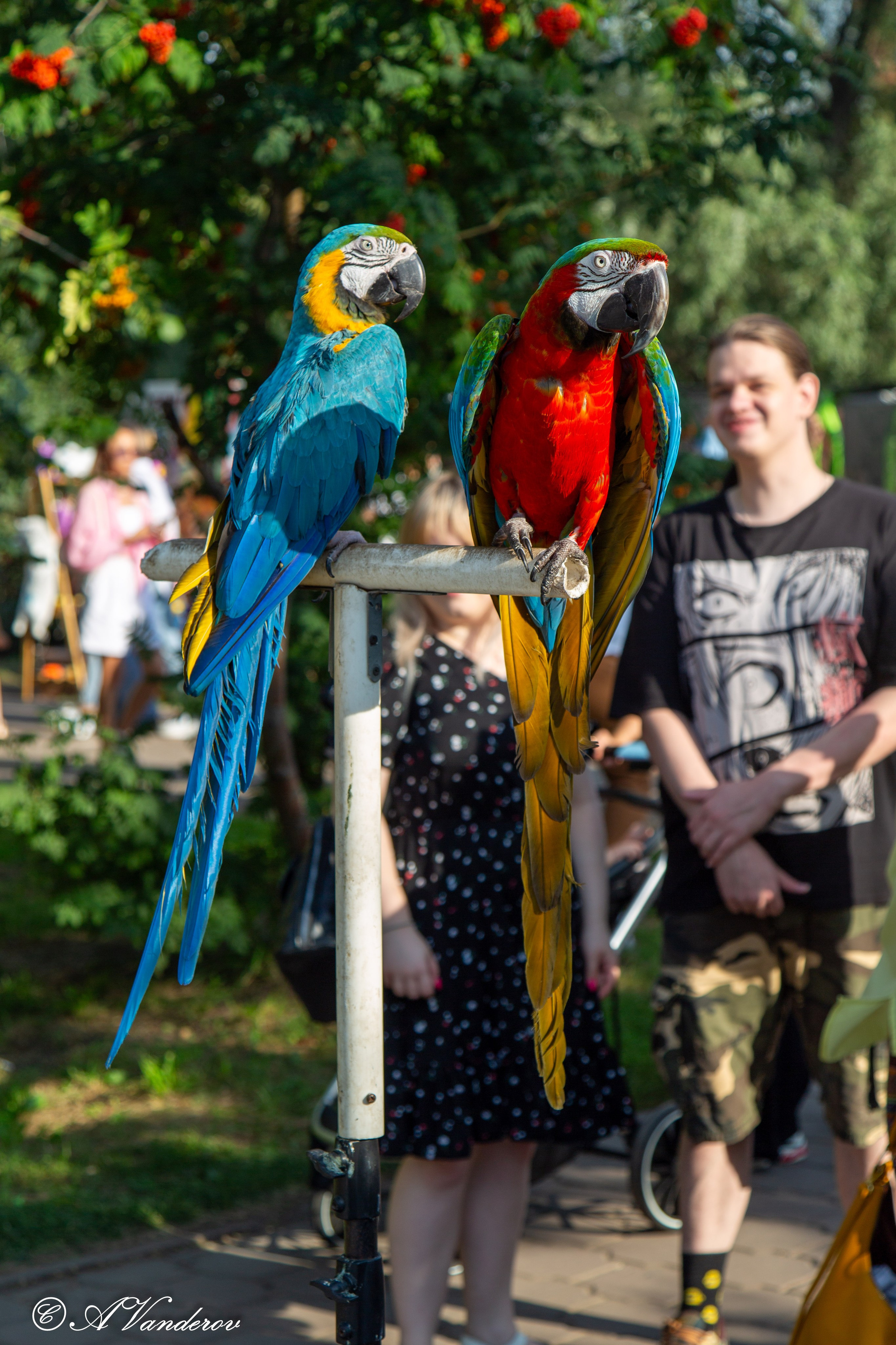 День города 03.08.2024. Фотограф Омск | Александр Вандеров