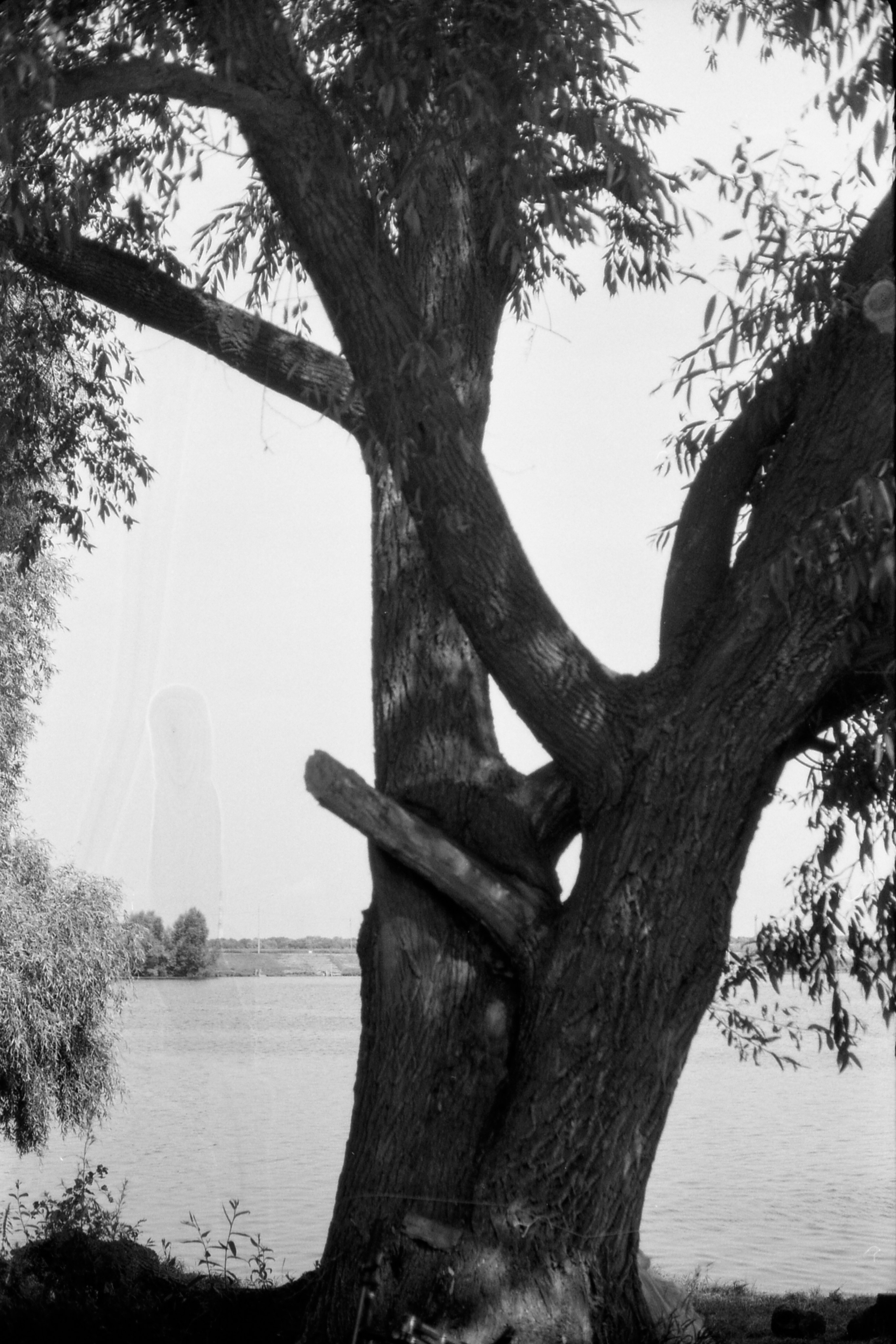 Плакучая ива. Фотограф-любитель Ксения Мирзоян