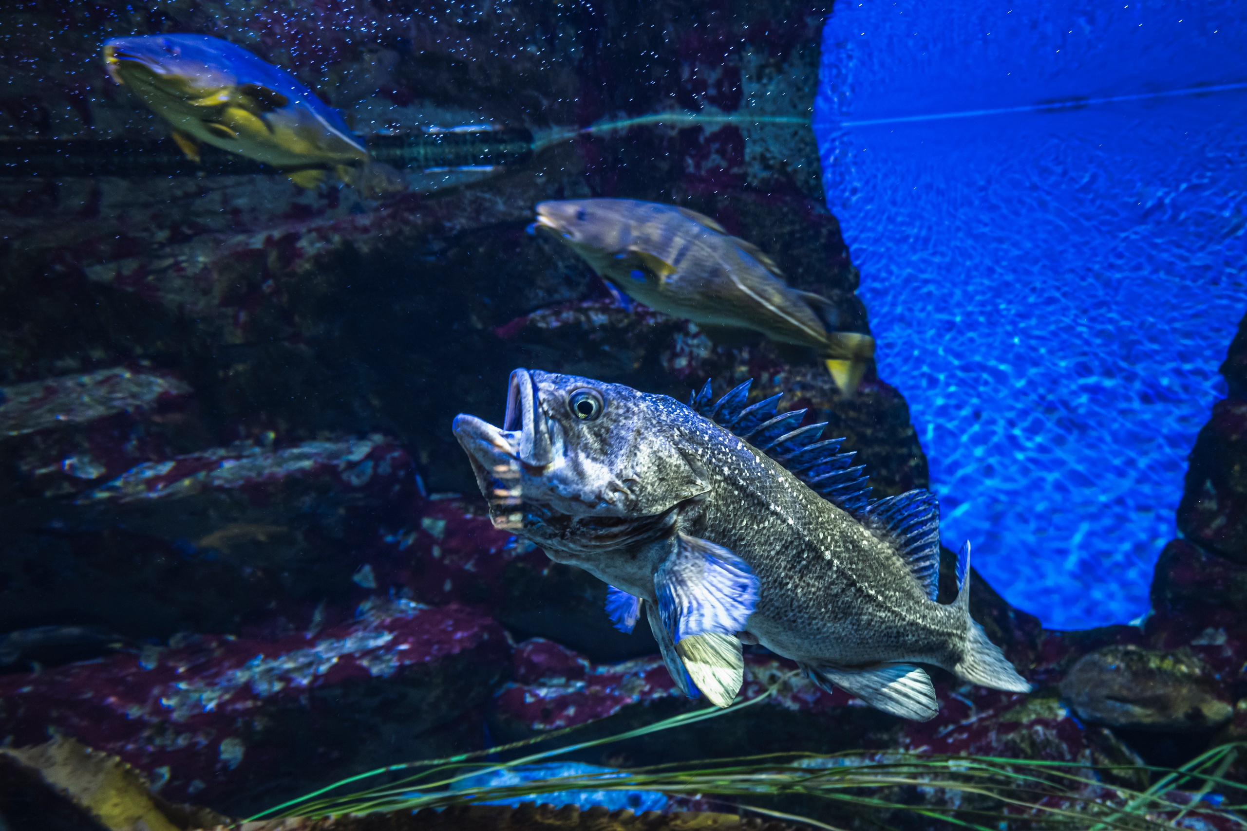 Москвариум. Фотограф Роман Адлер