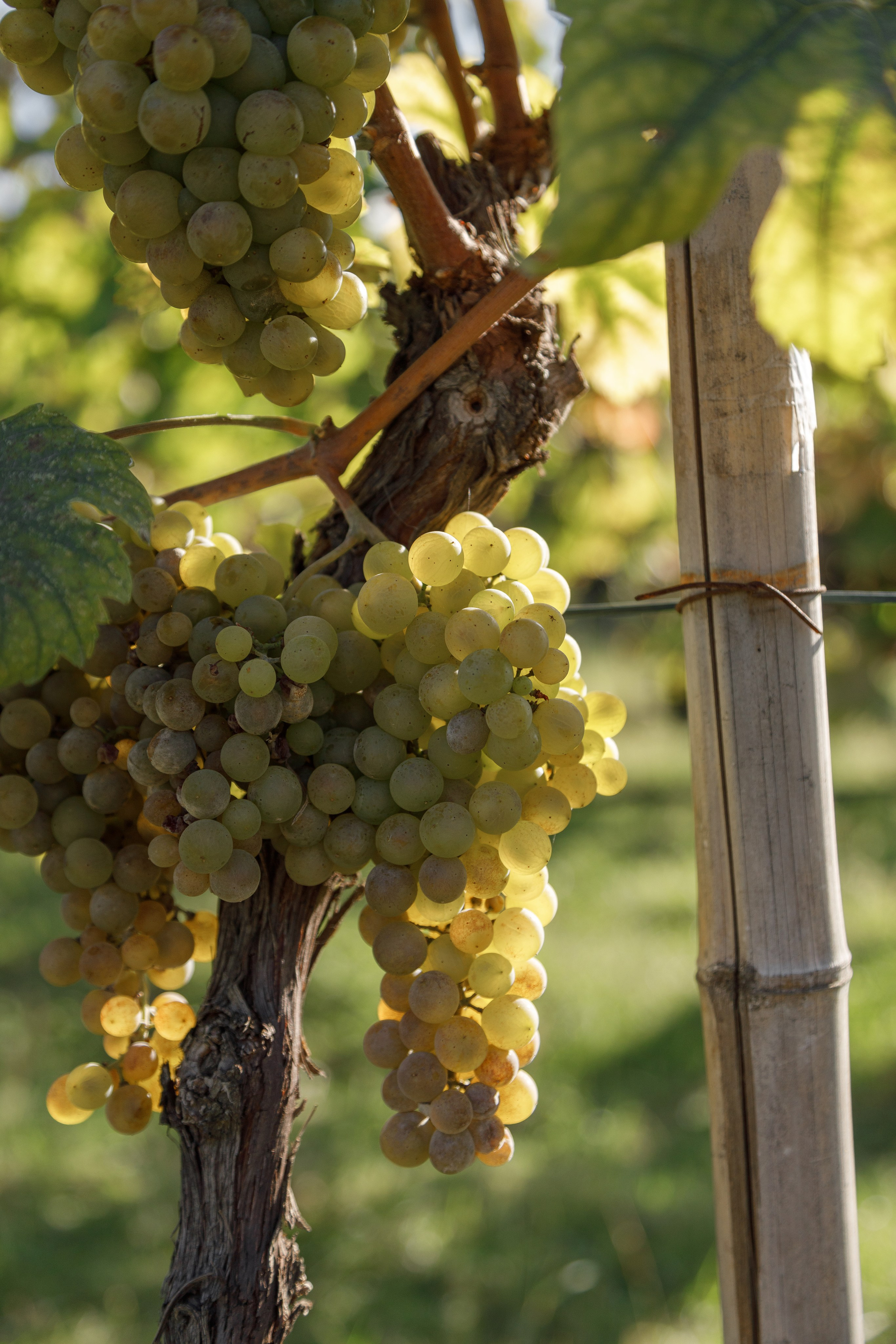 Интересные места Кахетии