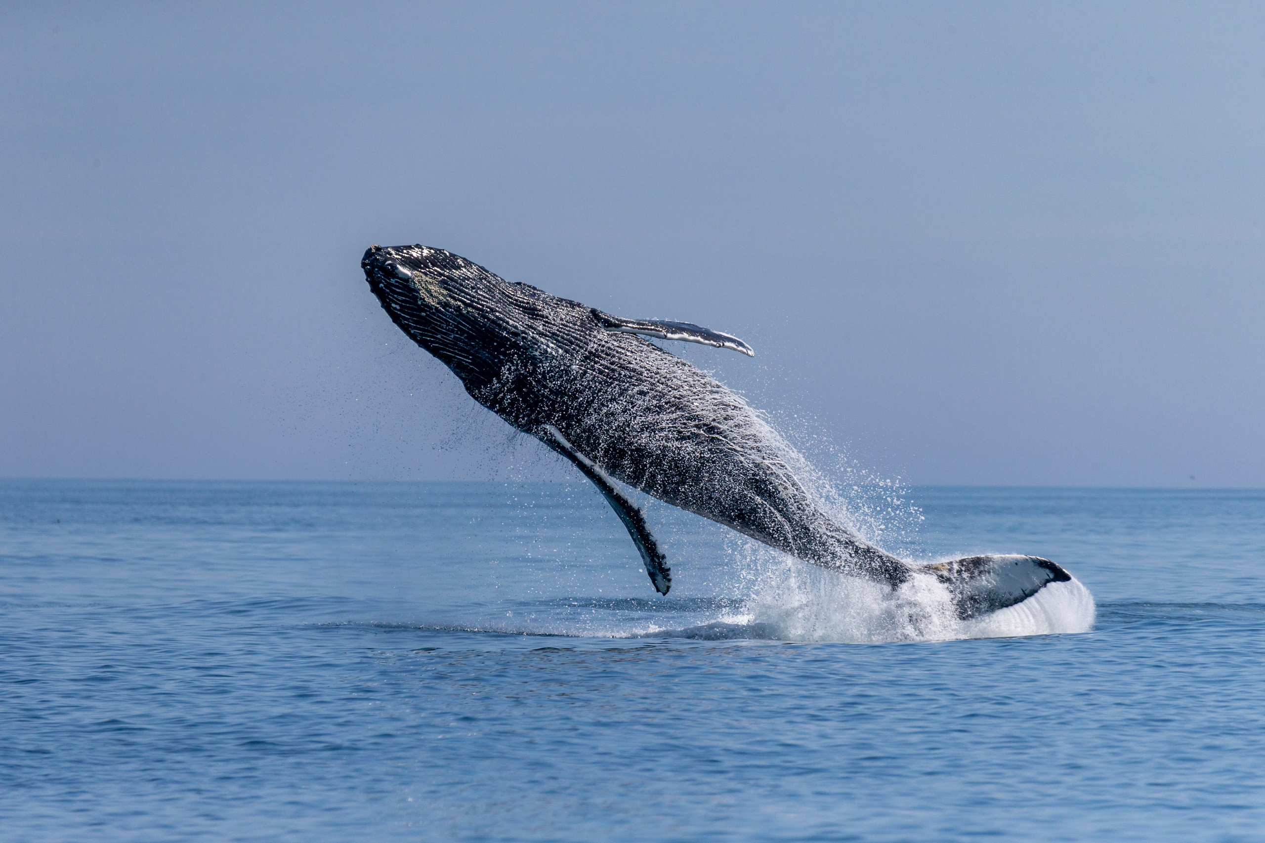 Русская бухта — дикая природа и морские маршруты Камчатки. Время Камчатки: чтобы найти свой путь, нужно скорость умножить на время