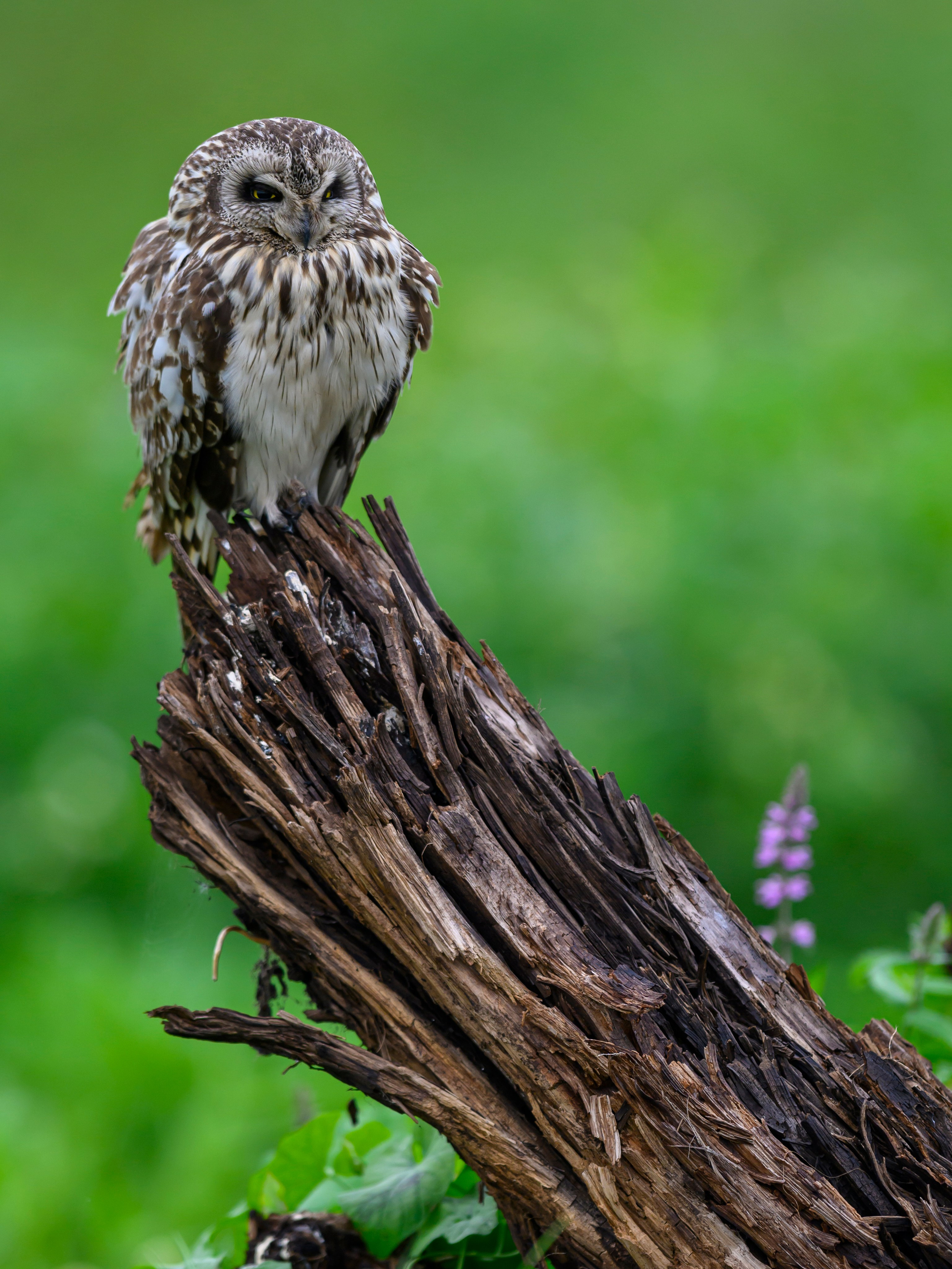 Мэрилин Монро | Marilyn Monroe. Фотограф Сергей Пупонин