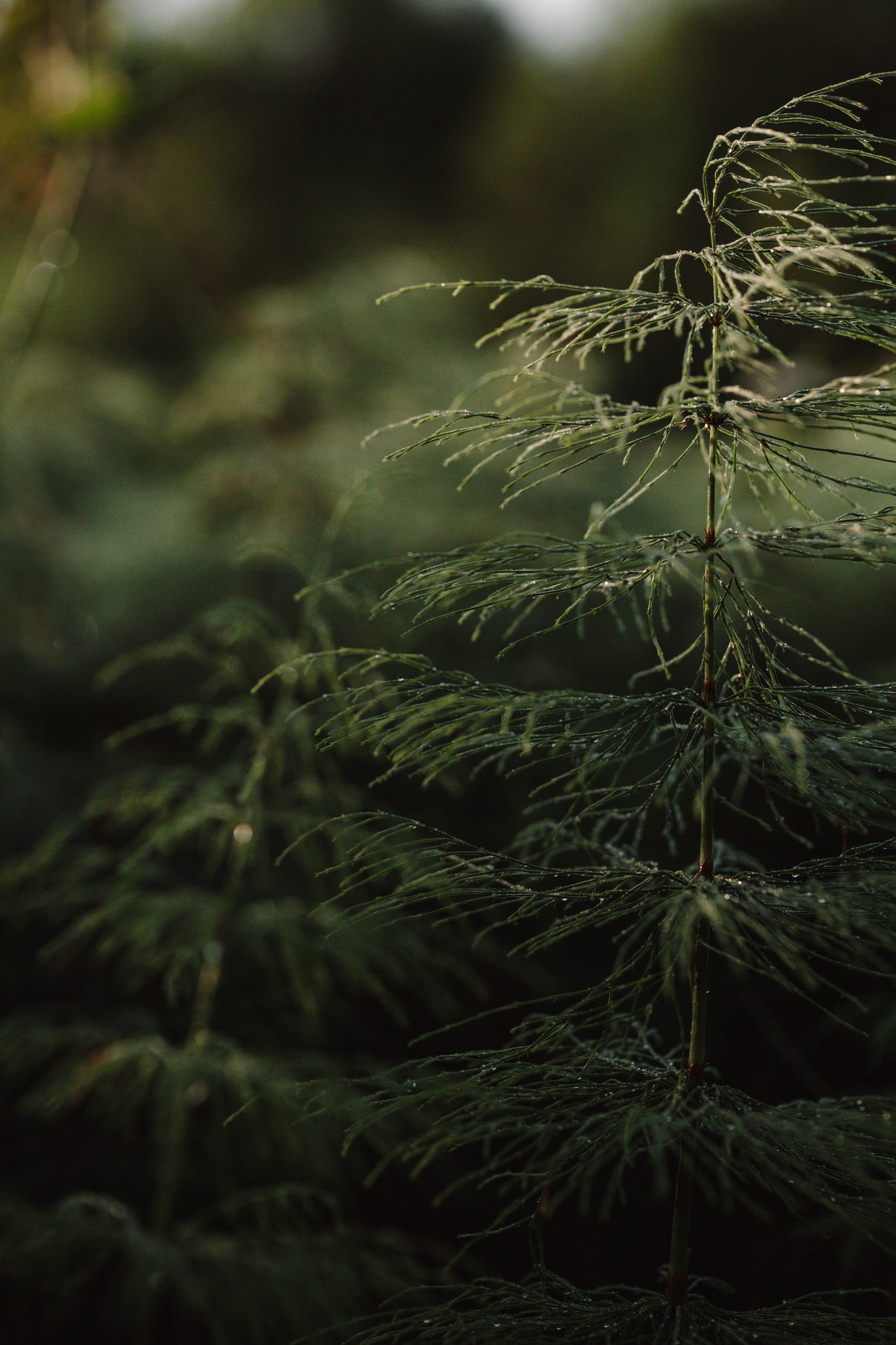 Green. Фотограф Олеся Кавлакан