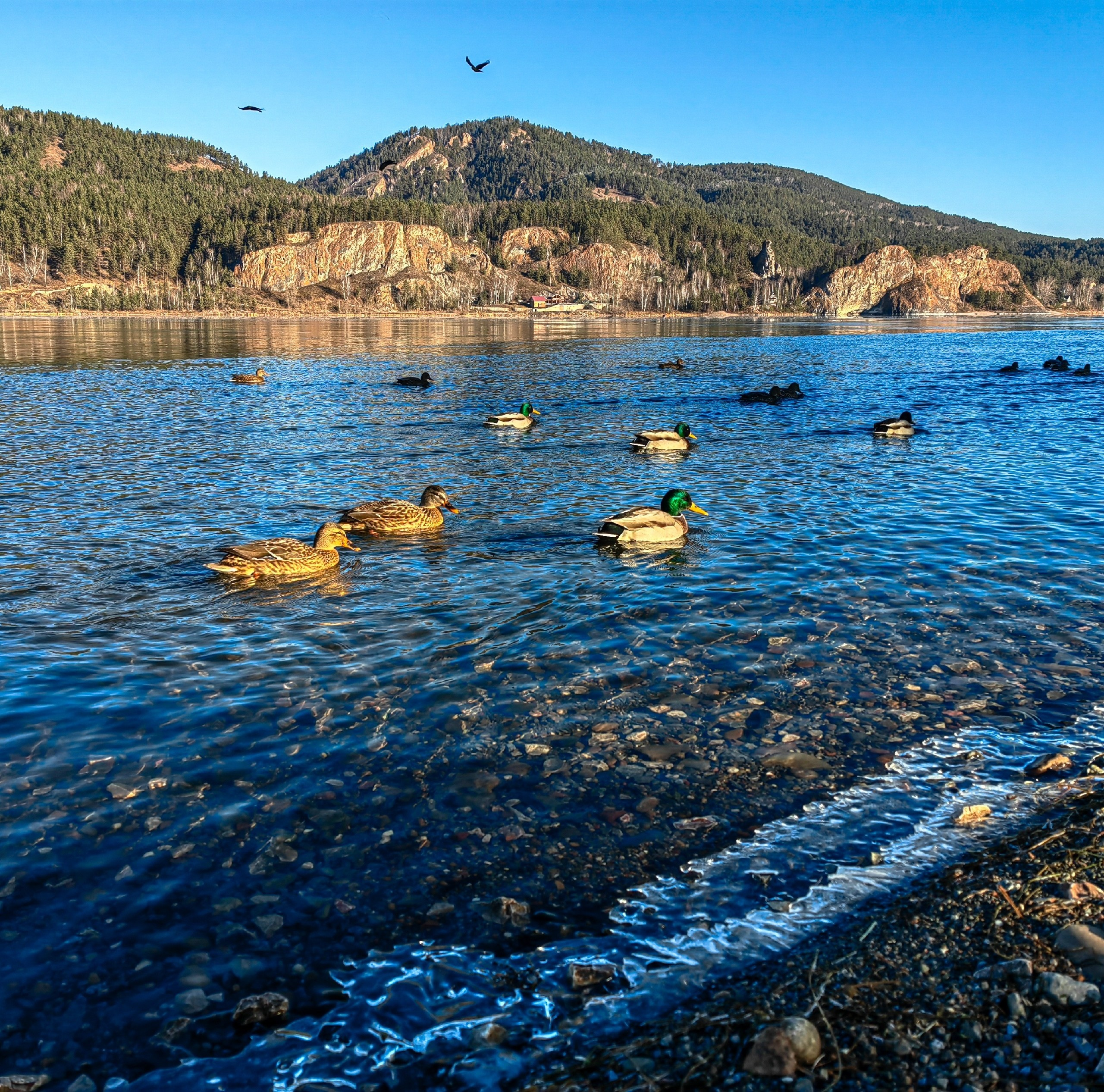 река Енисей утки скалы голубка Караульный бык индивидуальный тур Красноярск экскурсии фото интересные места что посмотреть куда сходить что посетить достопримечательности Красноярска фототур фотосессия аренда кабриолета аренда микроавтобуса трансфер цена заказать экскурсию программа маршрут смотровые площадки видовые красивые места Национальный парк заповедник Столбы Дивногорск Красноярская ГЭС путешествие туристический маршрут место силы Часовня Параскевы Пятницы Коммунальный мост остров Татышев Бобровый лог Николаевская сопка набережная Енисея село Овсянка музей Астафьева Караульная гора Виноградовский мост гид экскурсовод индивидуальная экскурсия фотосъемка виды на Енисей фанпарк Бобровый лог парк флоры и фауны Роев ручей Торгашинский хребет скала Такмак вантовый мост куда сходить цены расписание заказать онлайн экскурсионное обслуживание трансфер на комфортабельном микроавтобусе